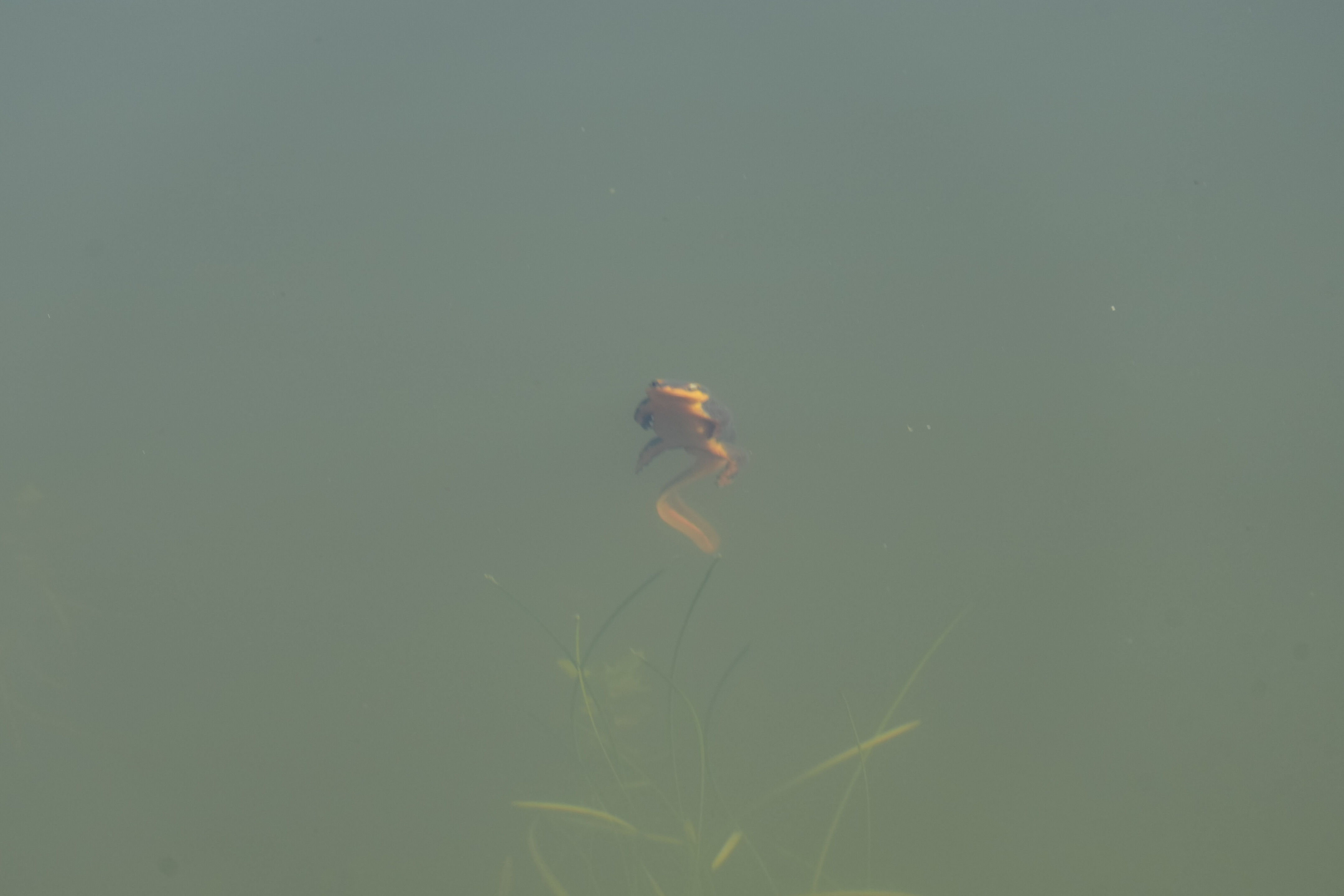 Pleasanton Ridge Regional Park