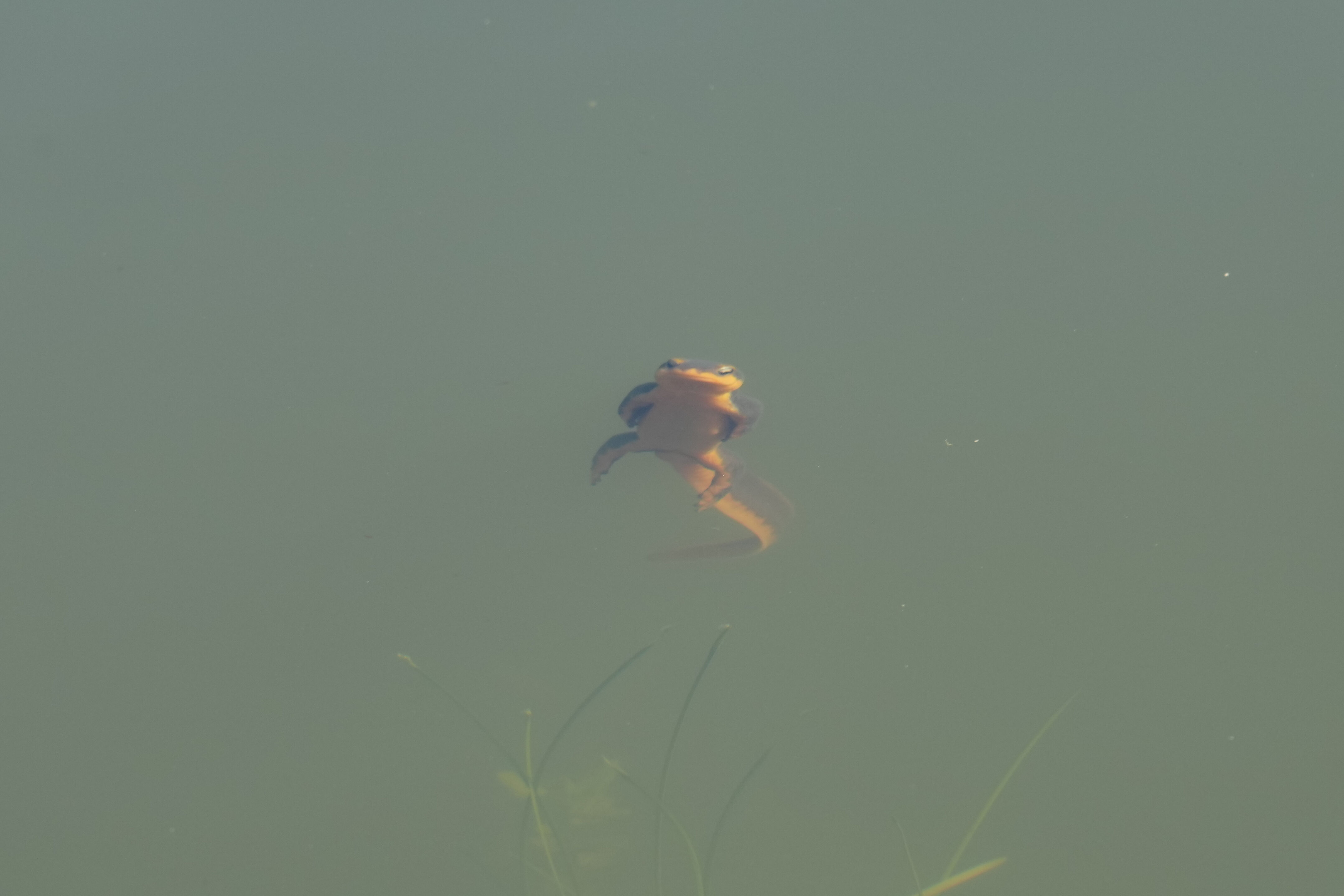 Pleasanton Ridge Regional Park