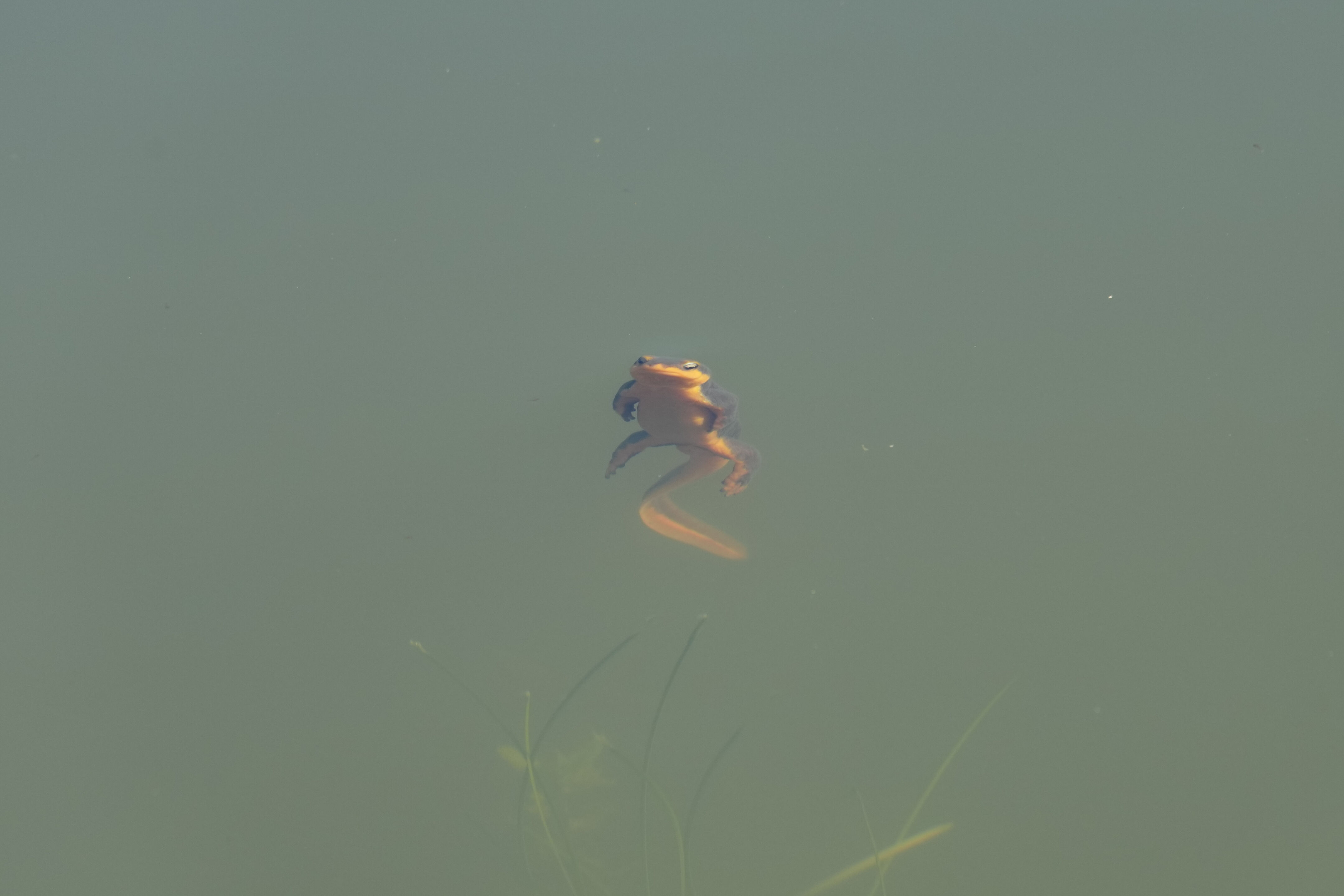 Pleasanton Ridge Regional Park