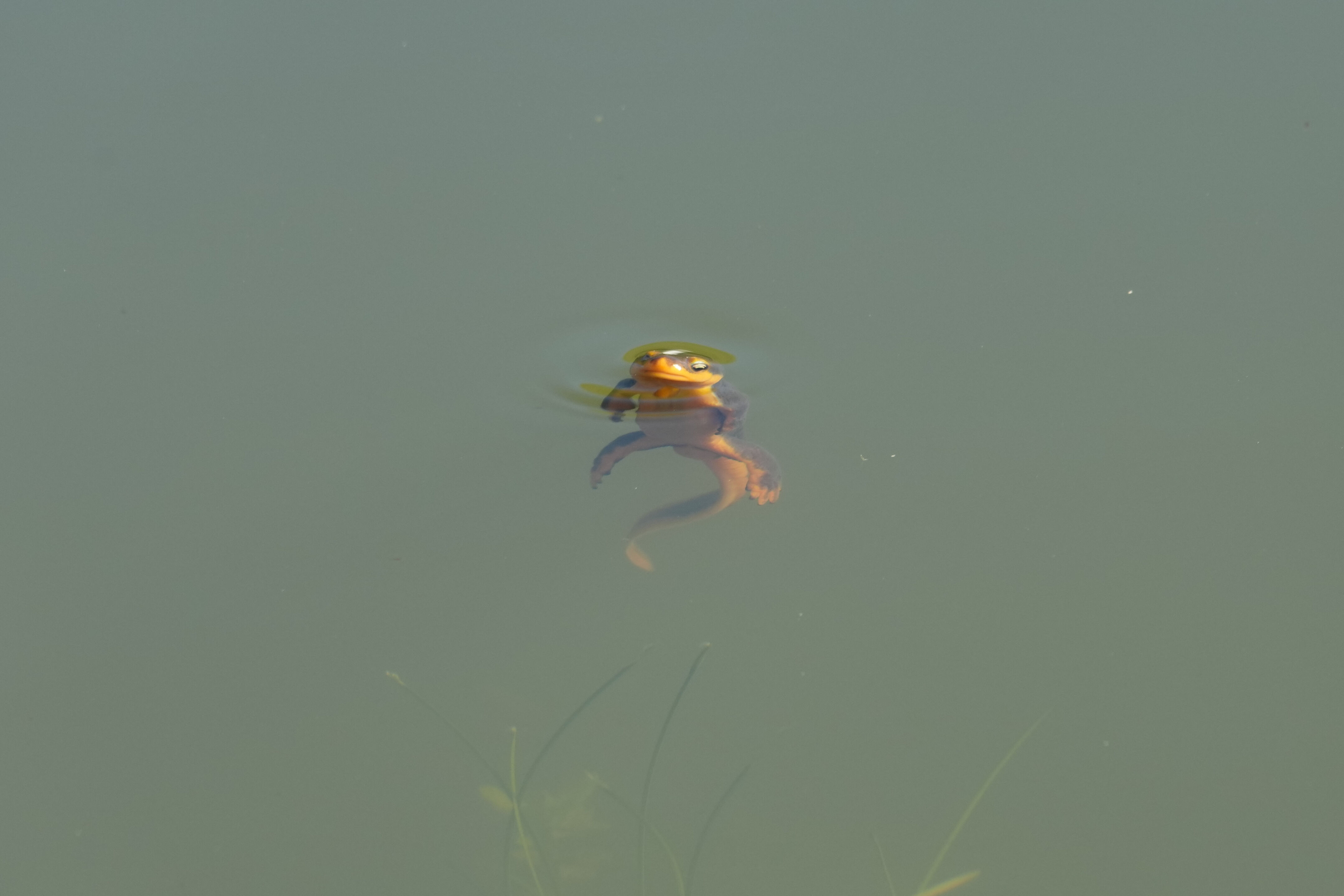 Pleasanton Ridge Regional Park