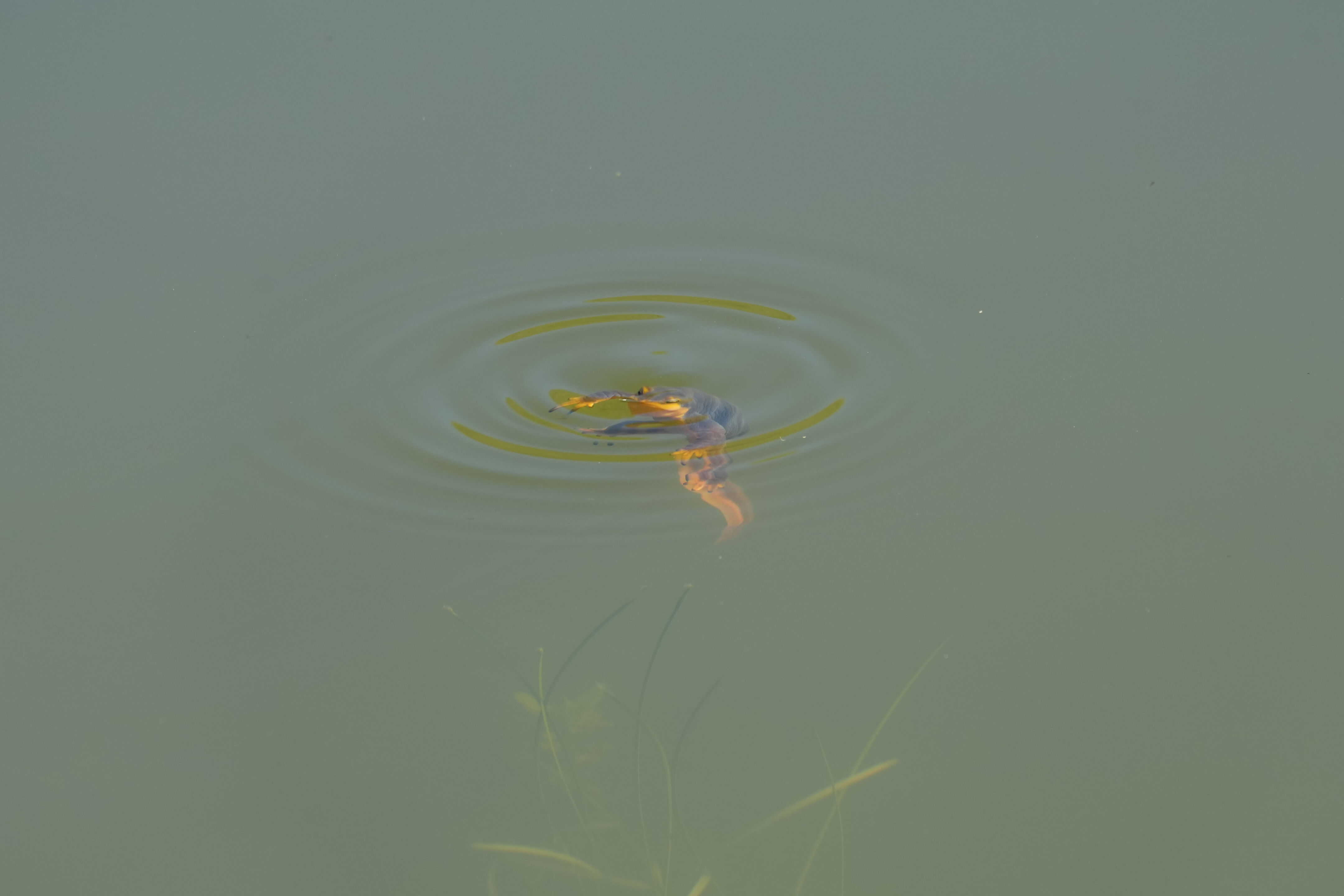 Pleasanton Ridge Regional Park