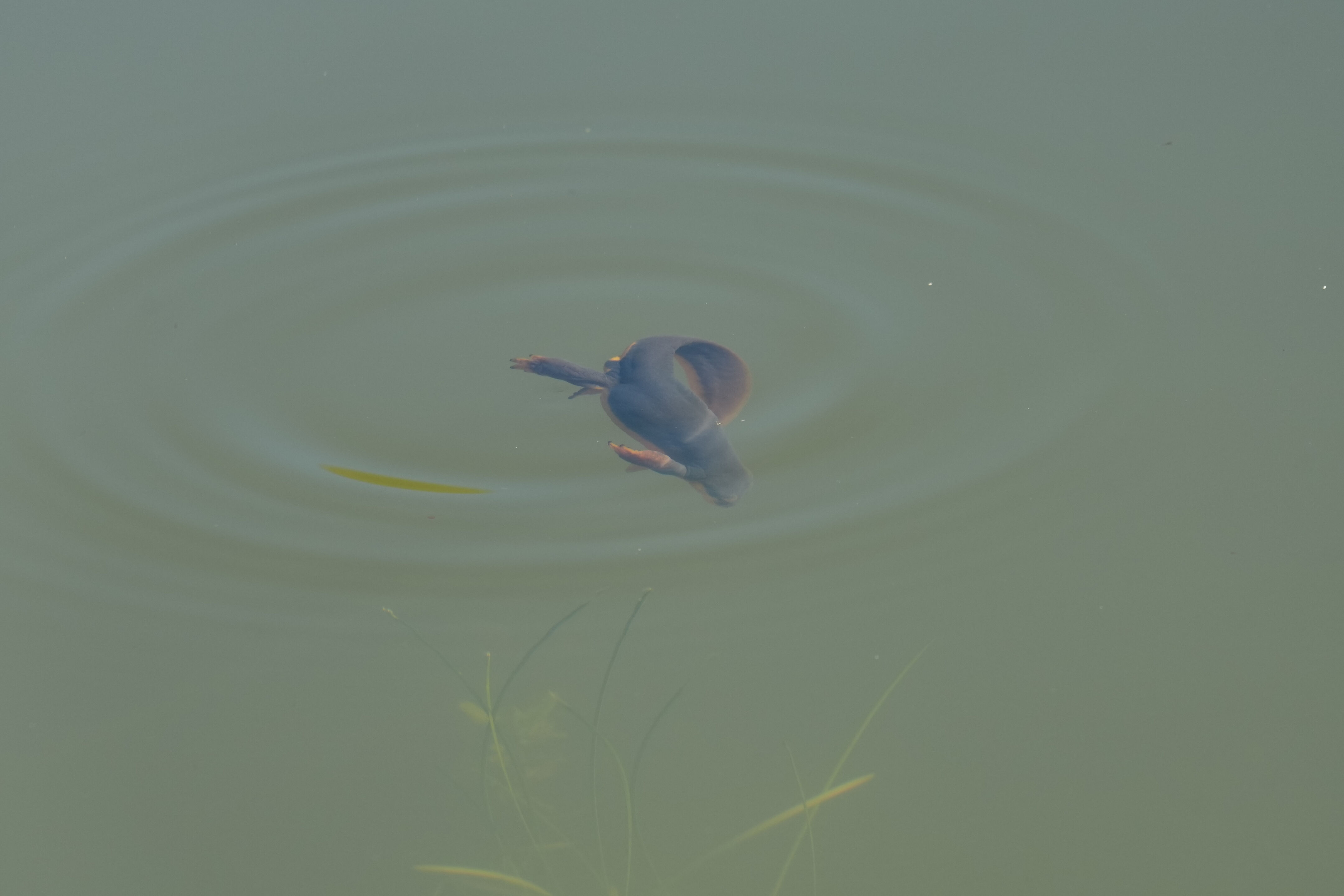 Pleasanton Ridge Regional Park