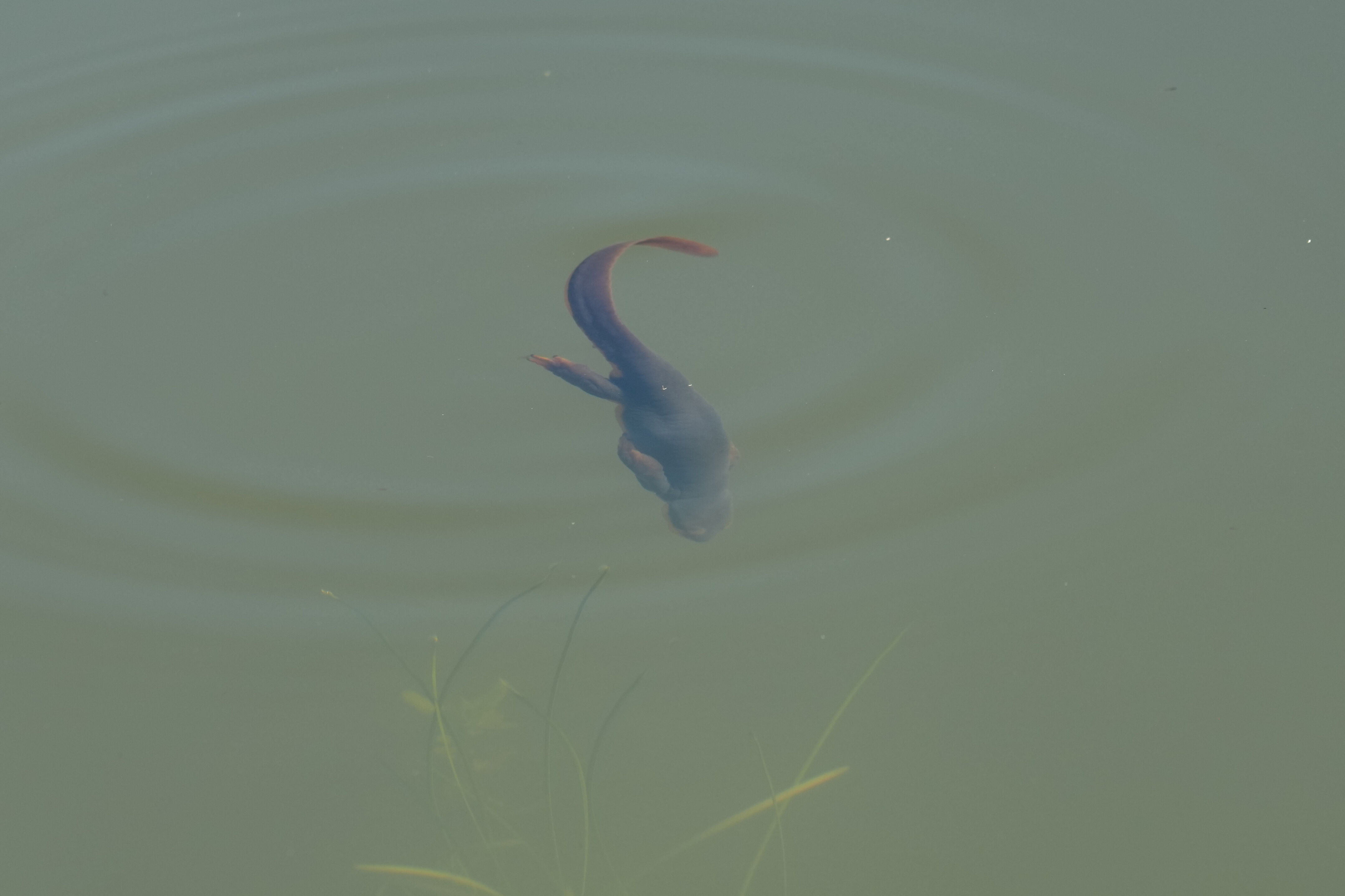 Pleasanton Ridge Regional Park