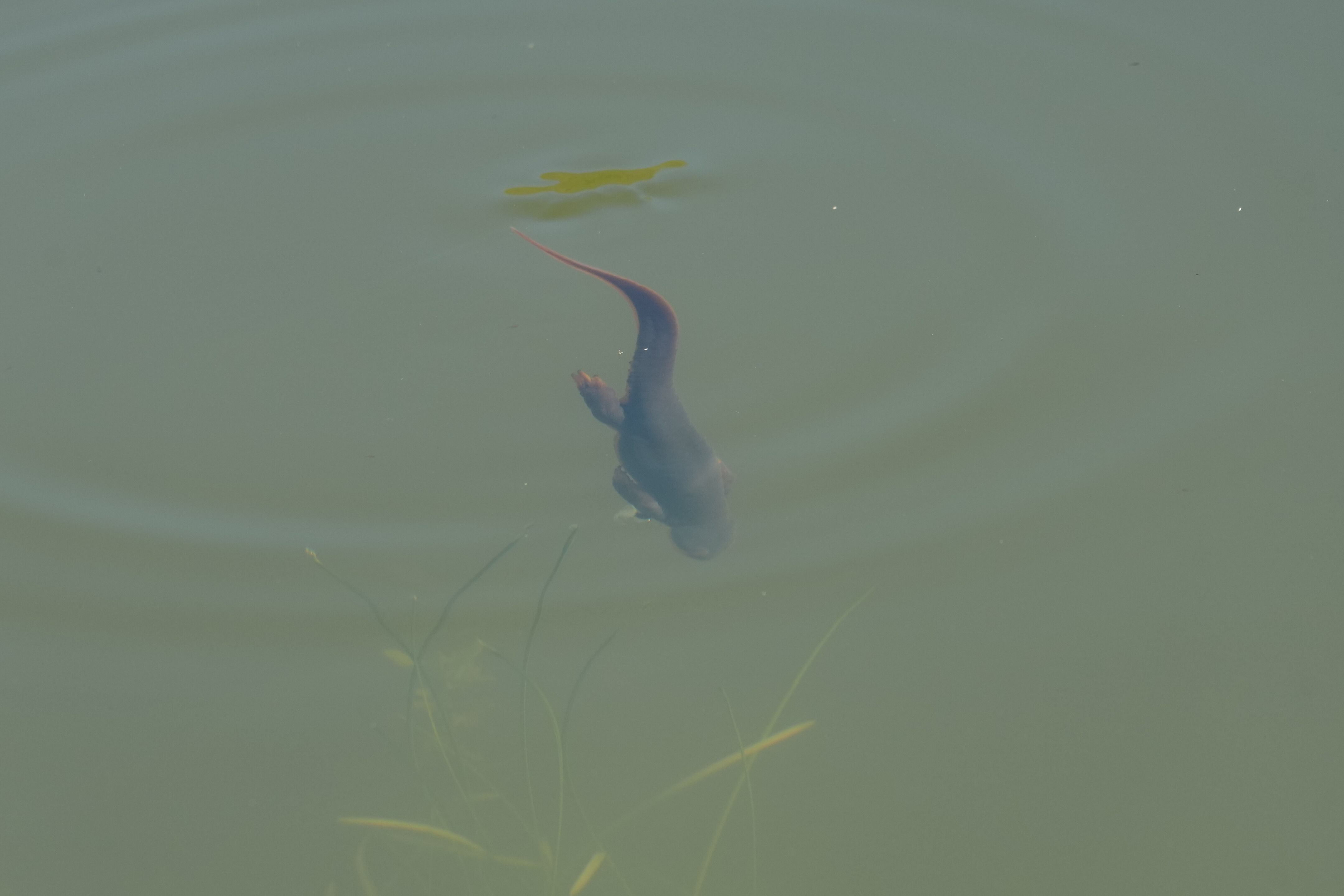 Pleasanton Ridge Regional Park