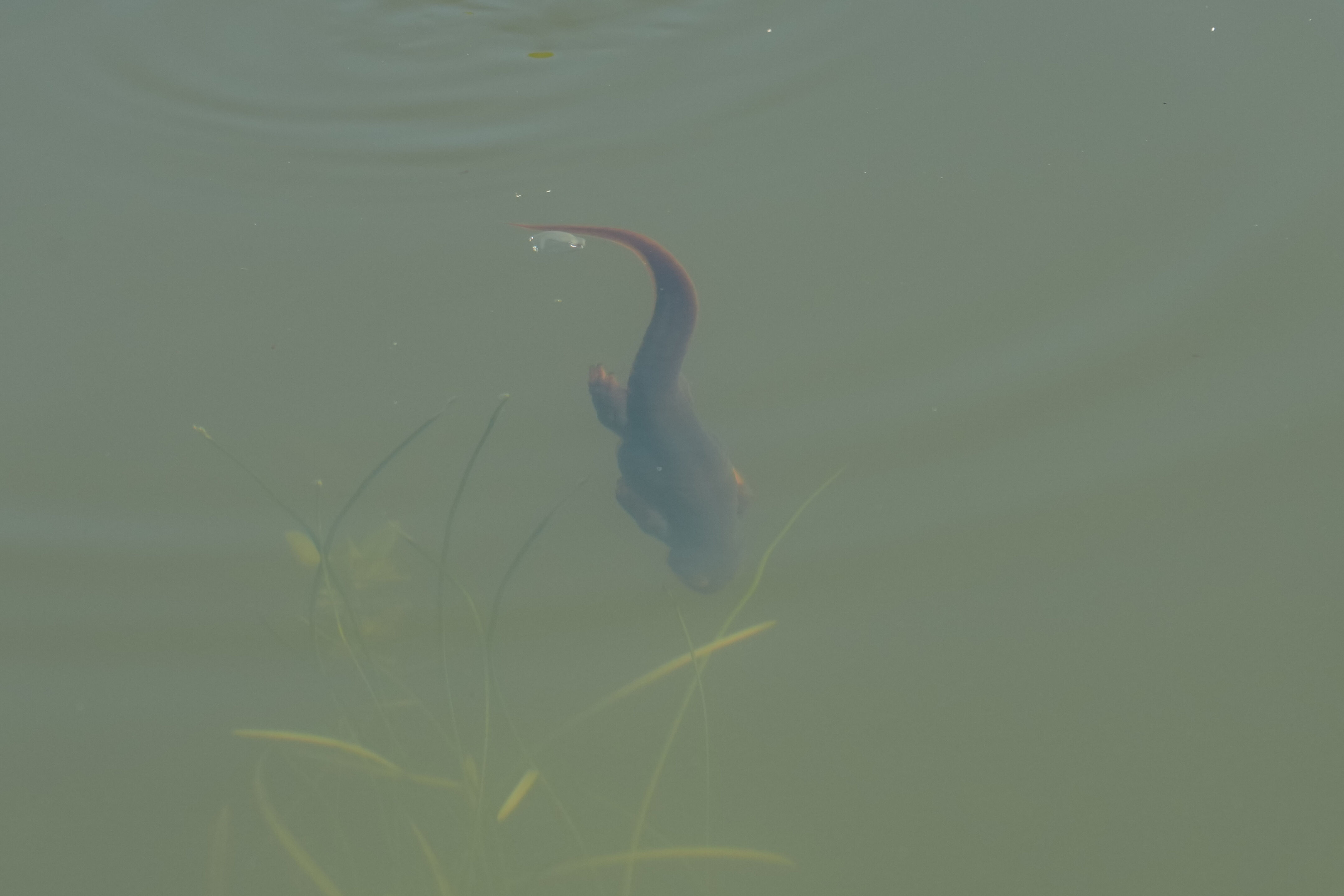 Pleasanton Ridge Regional Park