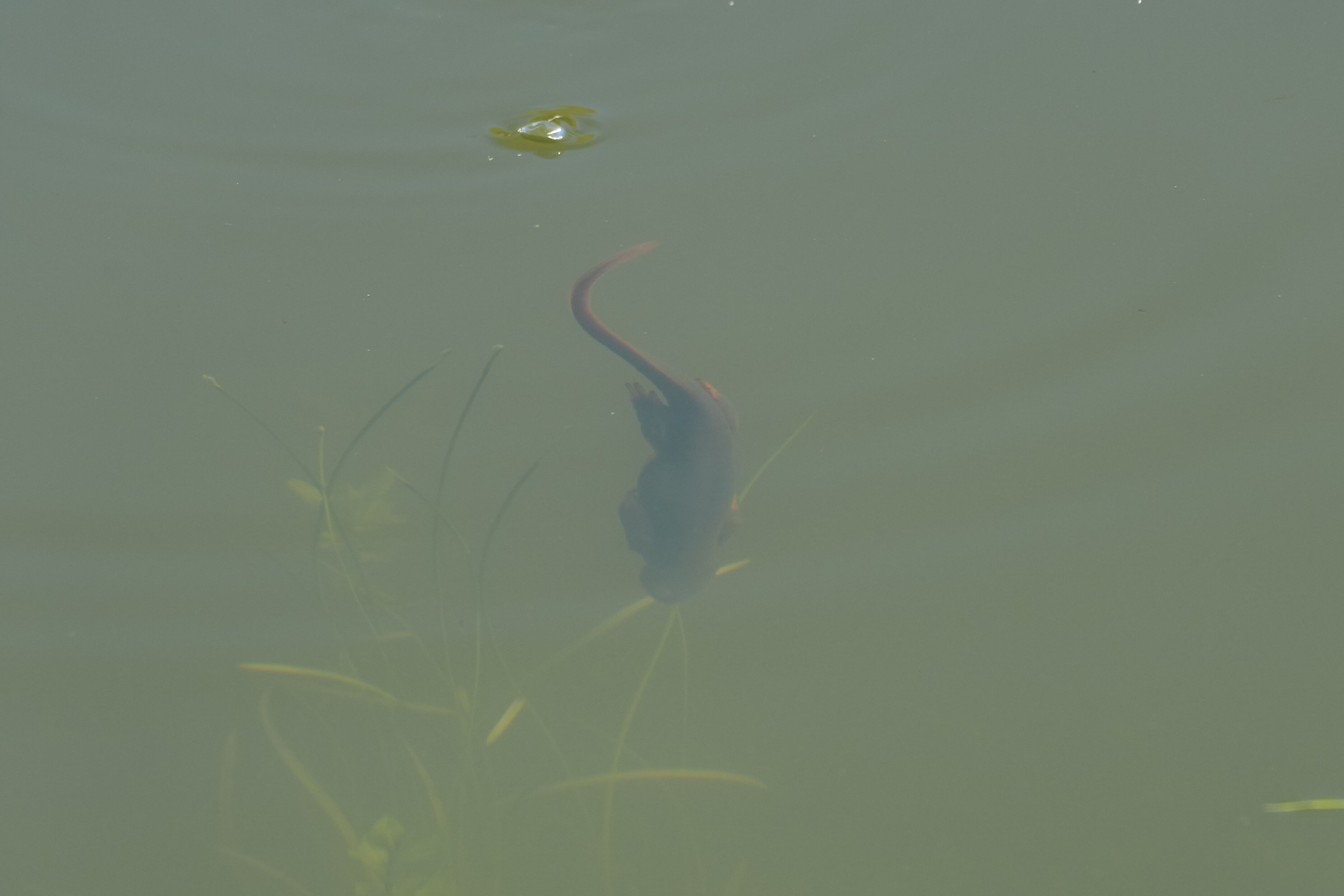 Pleasanton Ridge Regional Park