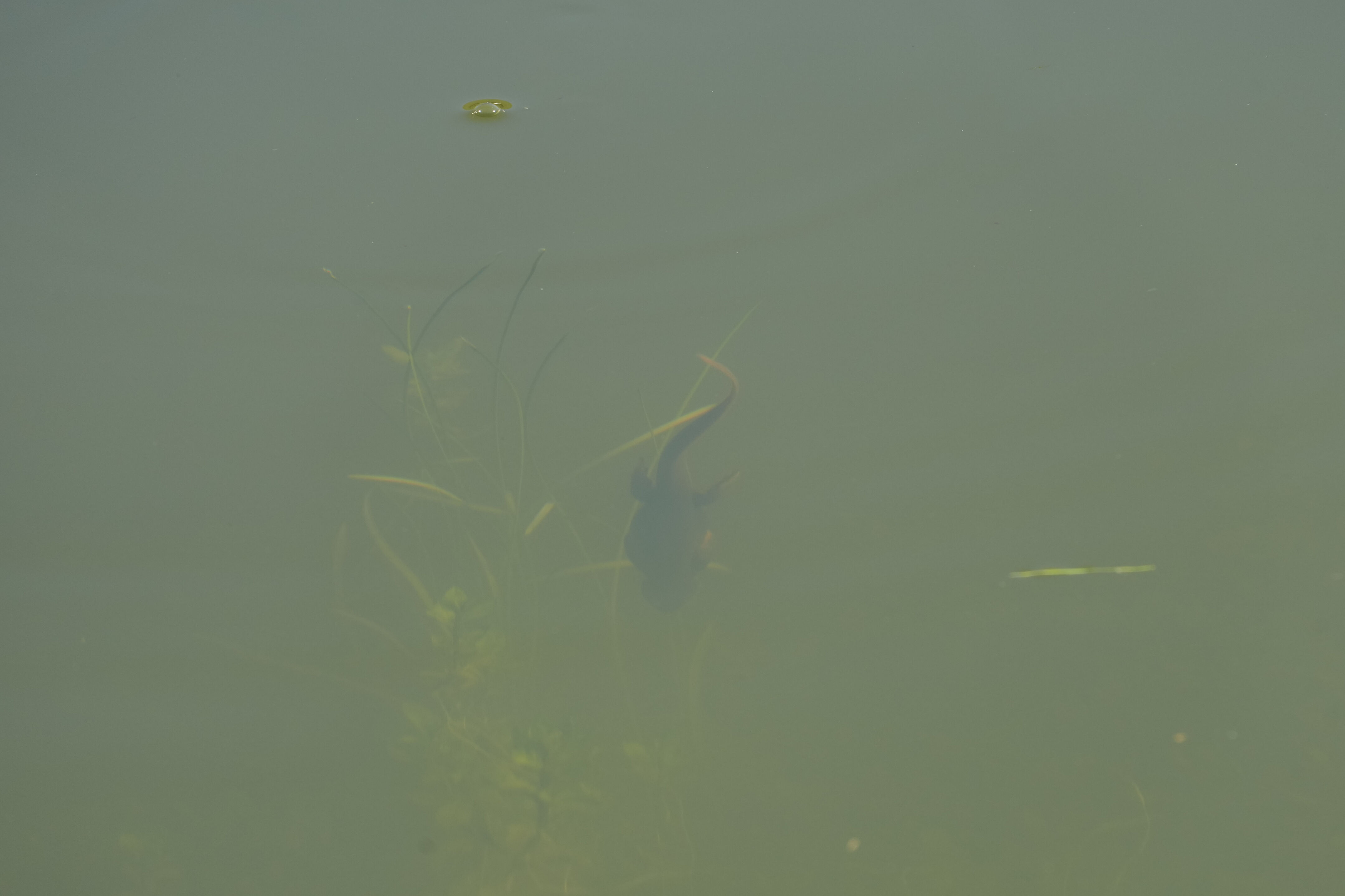 Pleasanton Ridge Regional Park