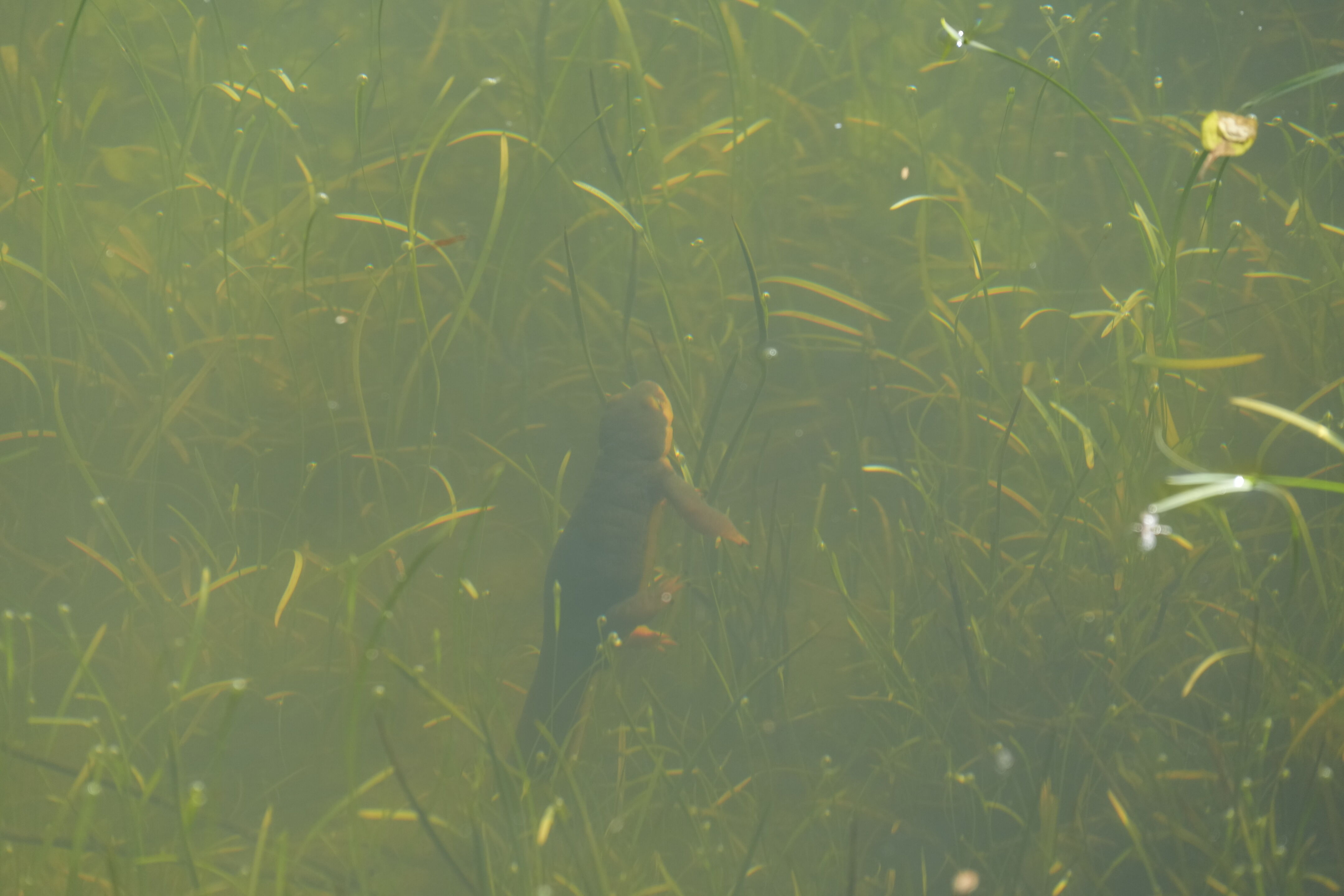 Pleasanton Ridge Regional Park