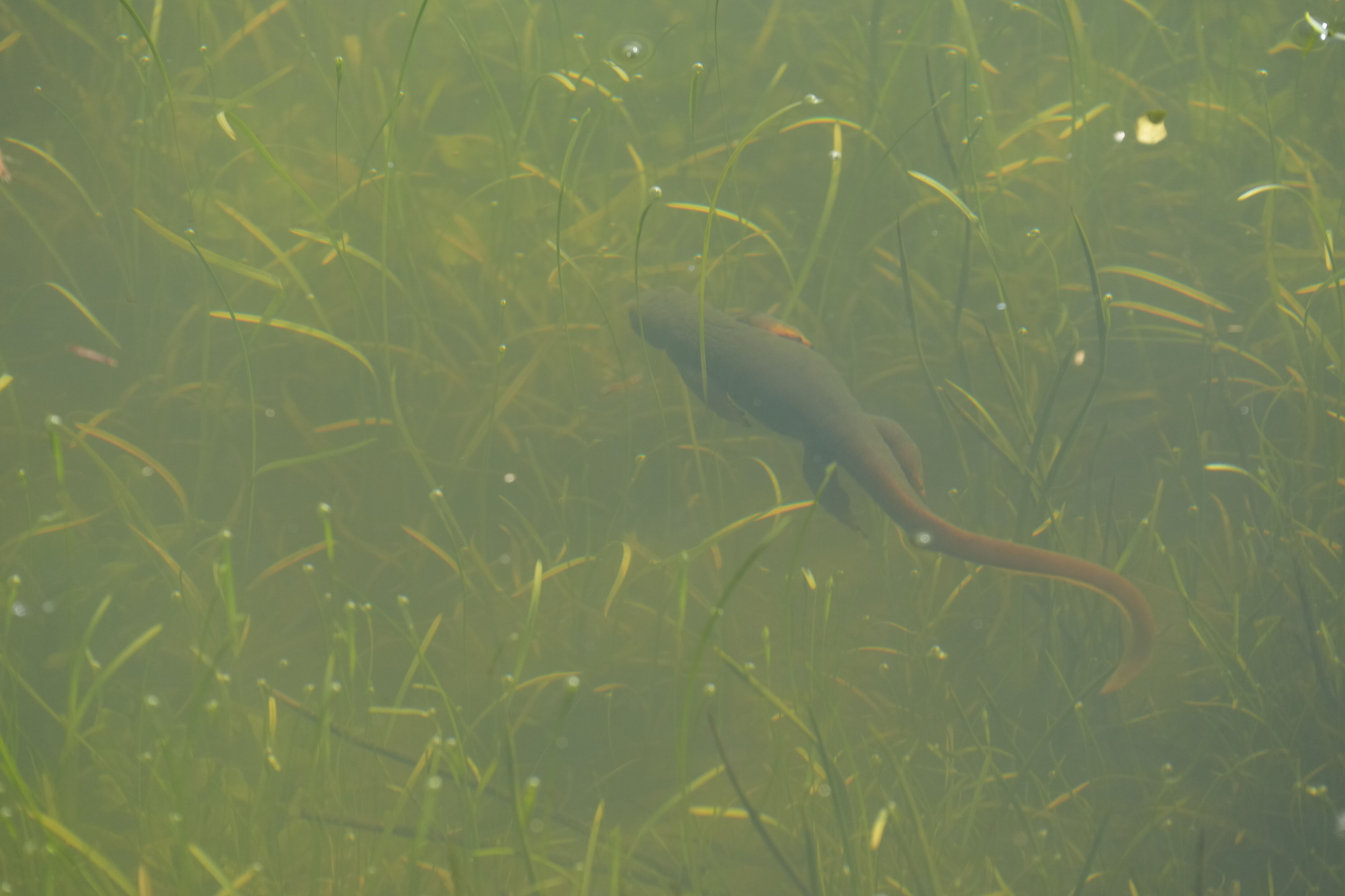 Pleasanton Ridge Regional Park