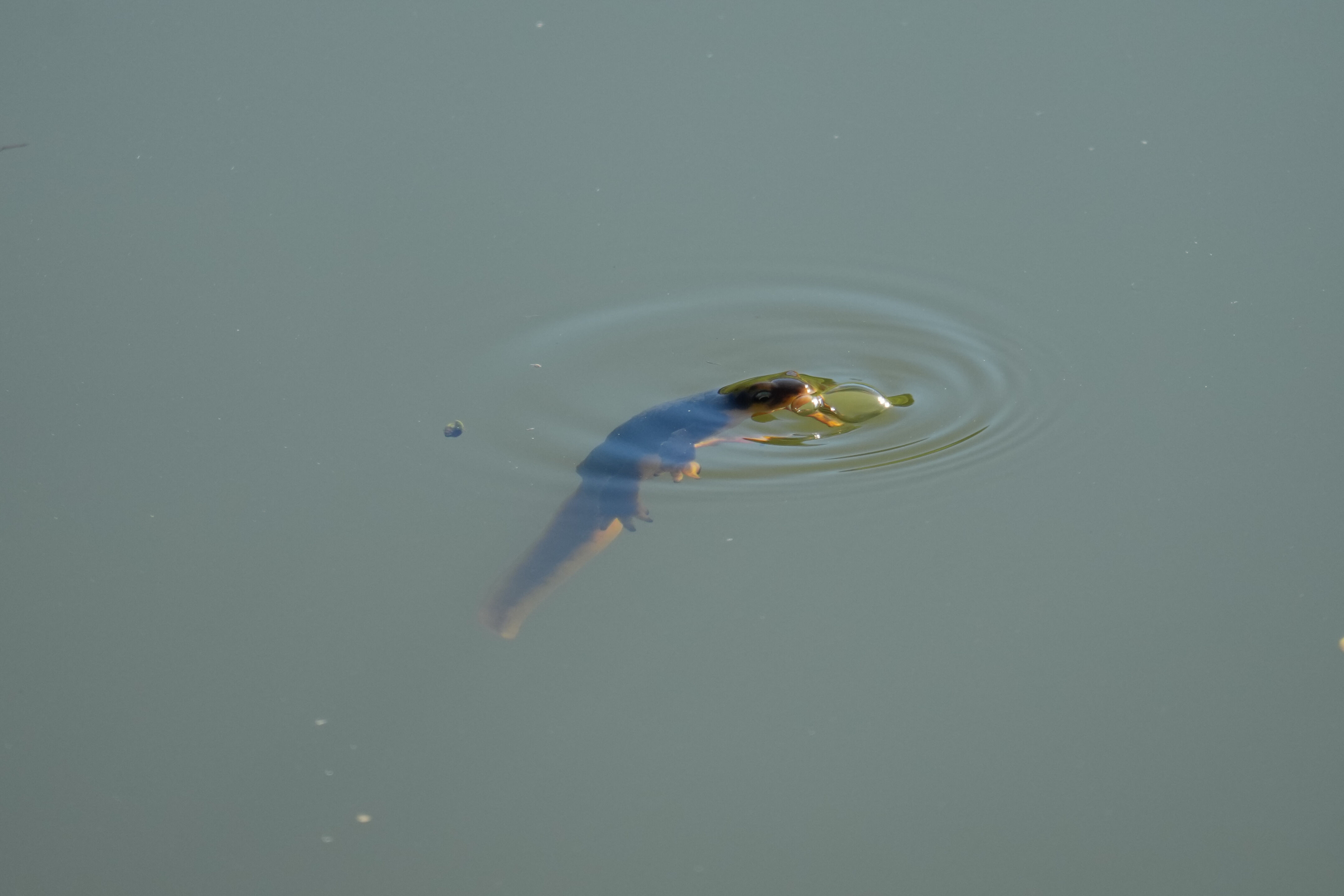Pleasanton Ridge Regional Park