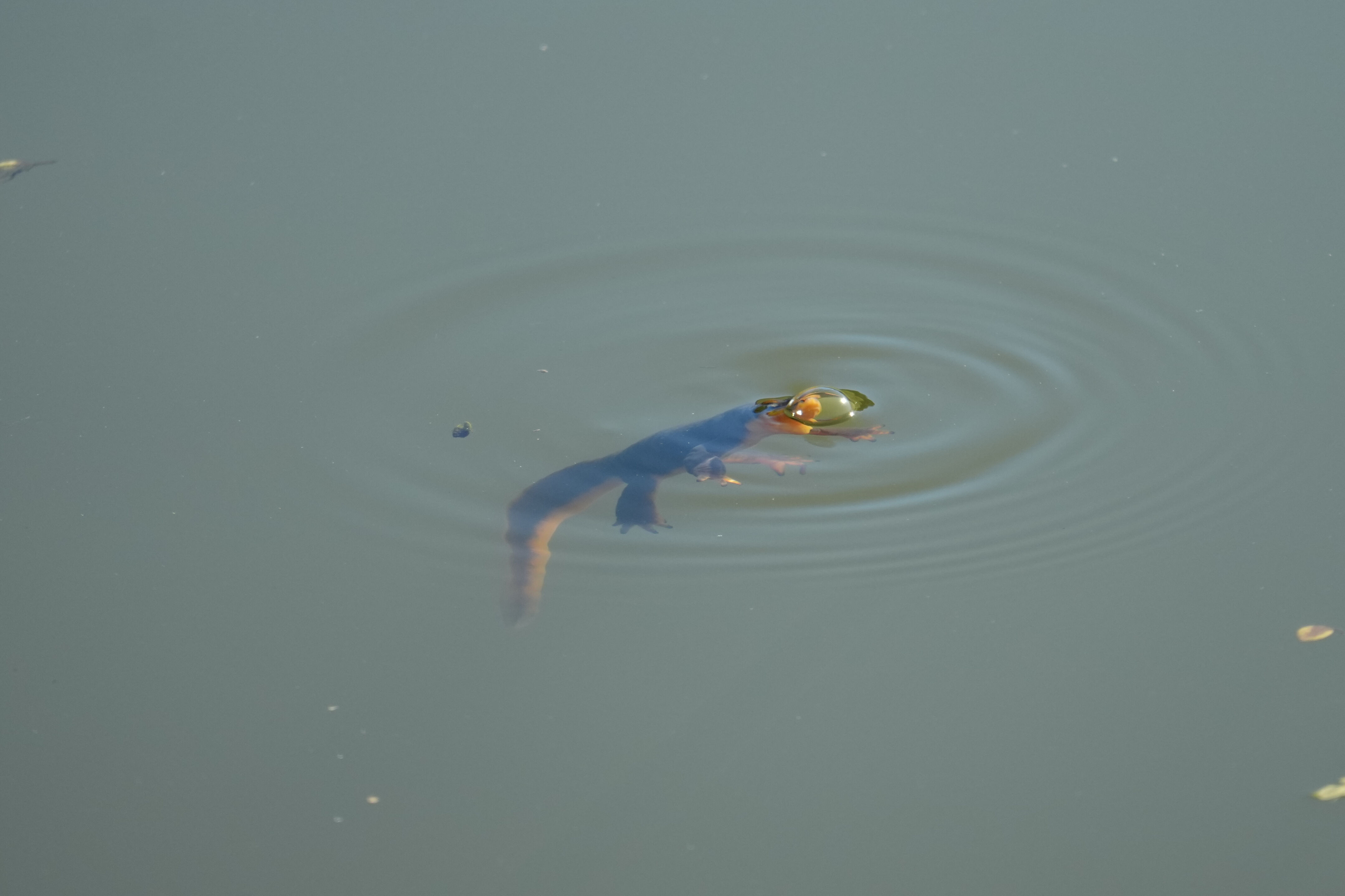 Pleasanton Ridge Regional Park