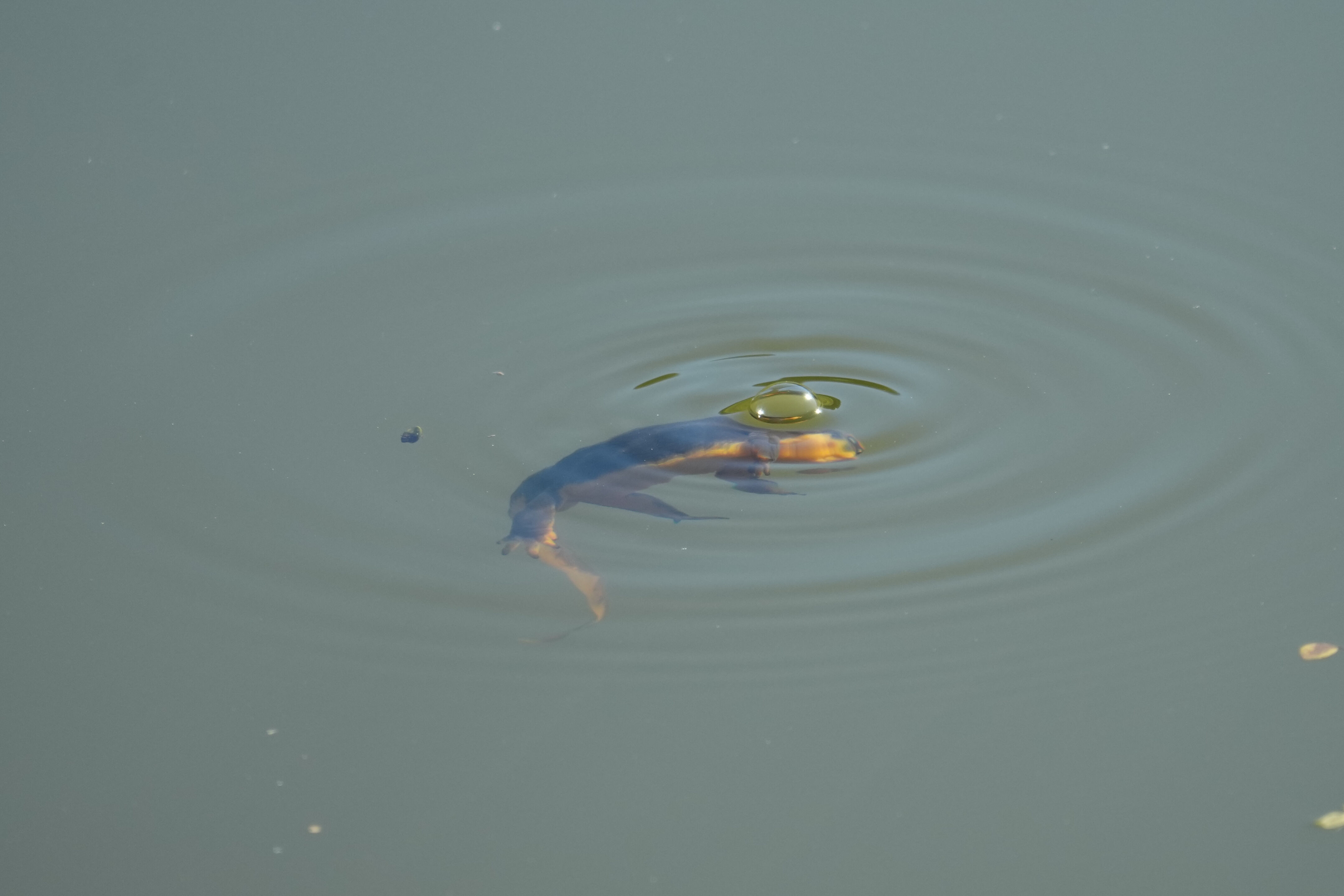 Pleasanton Ridge Regional Park