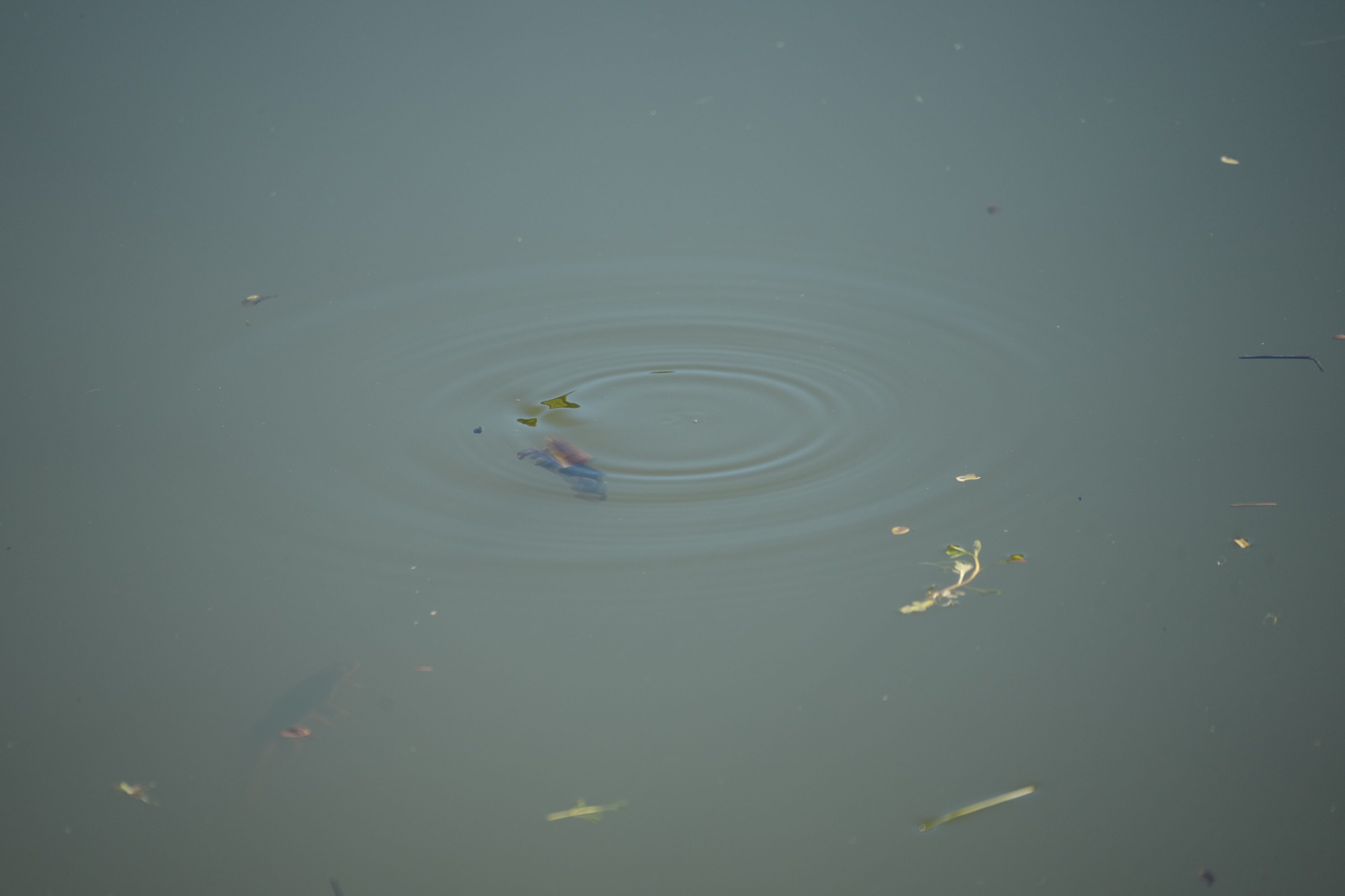 Pleasanton Ridge Regional Park