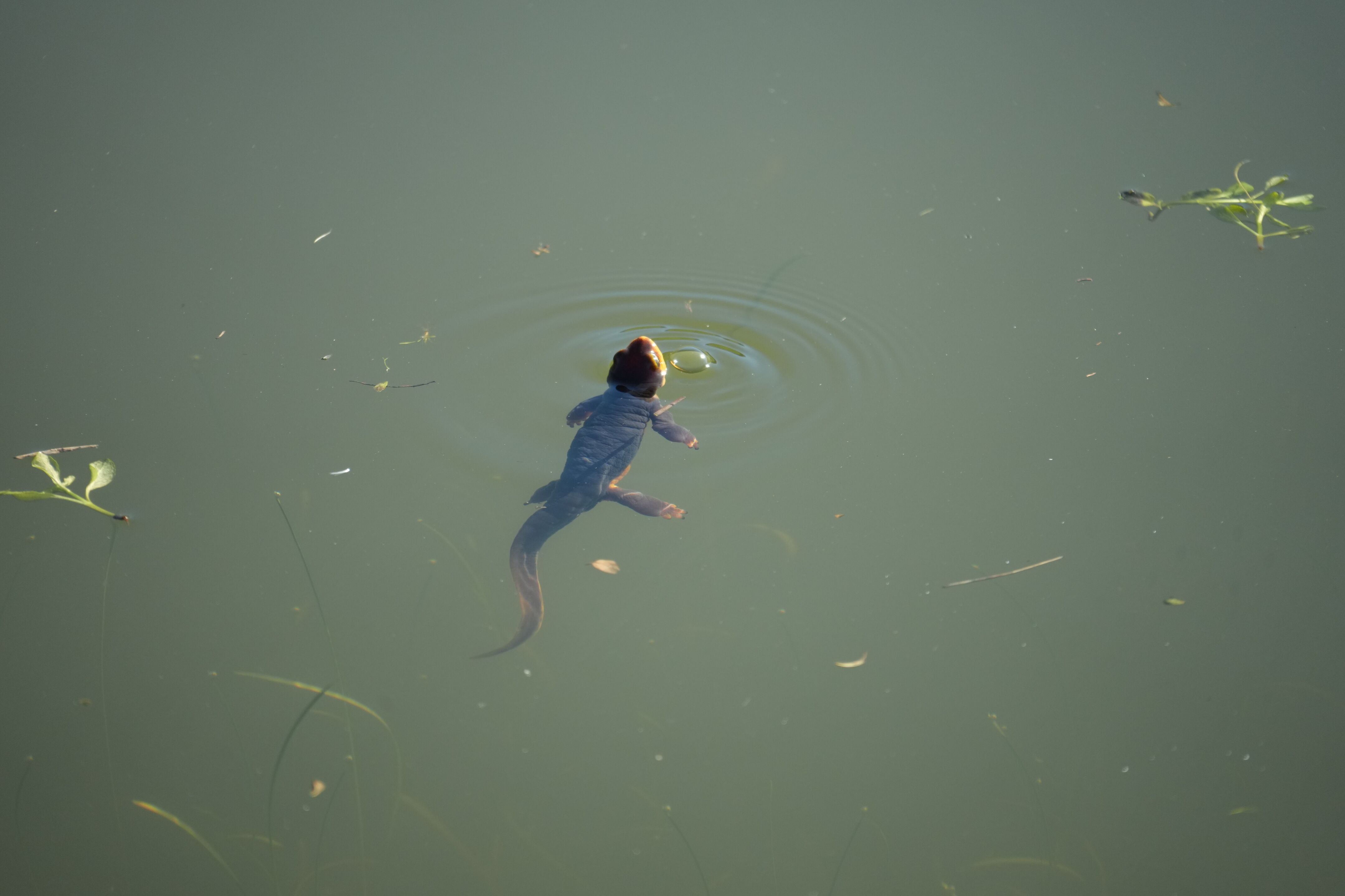 Pleasanton Ridge Regional Park