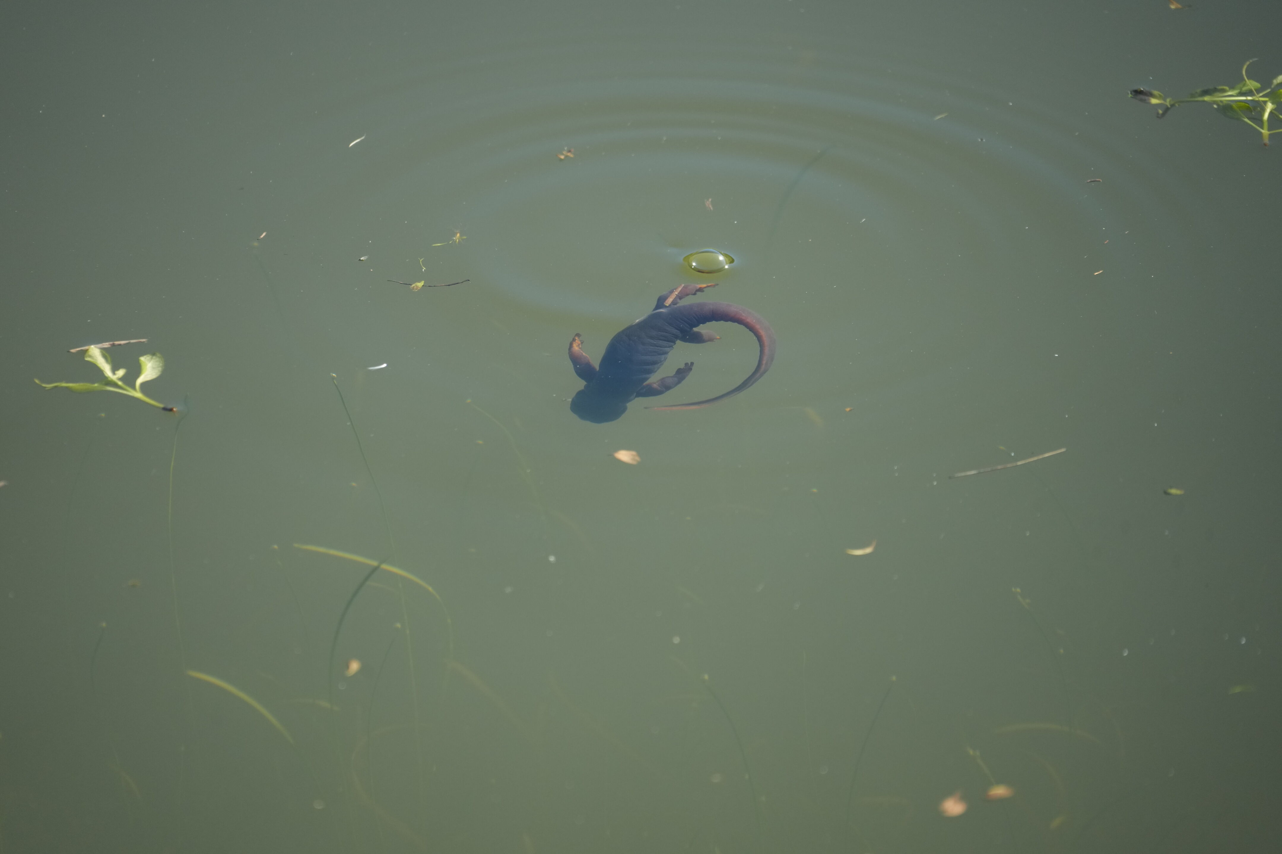 Pleasanton Ridge Regional Park