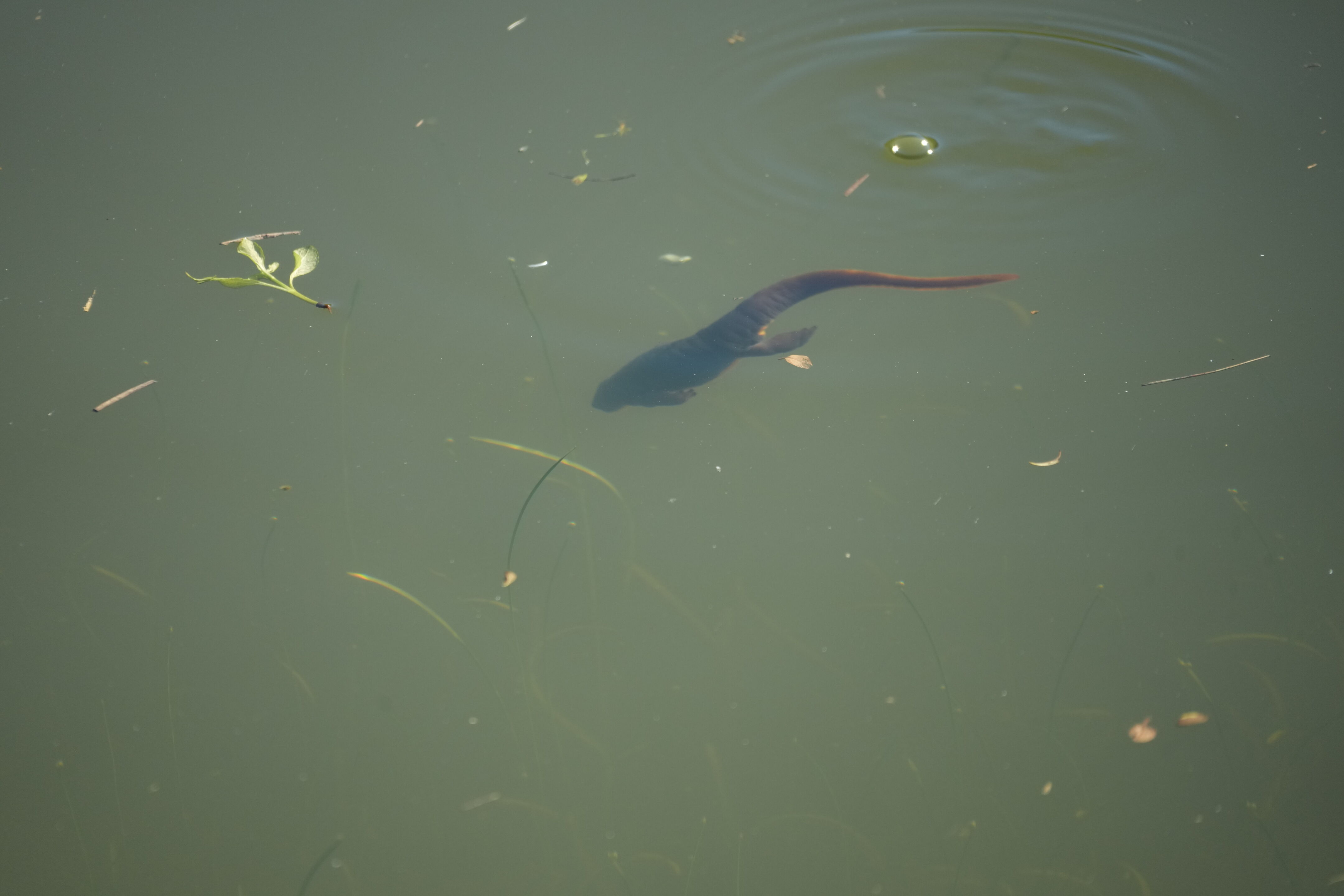 Pleasanton Ridge Regional Park