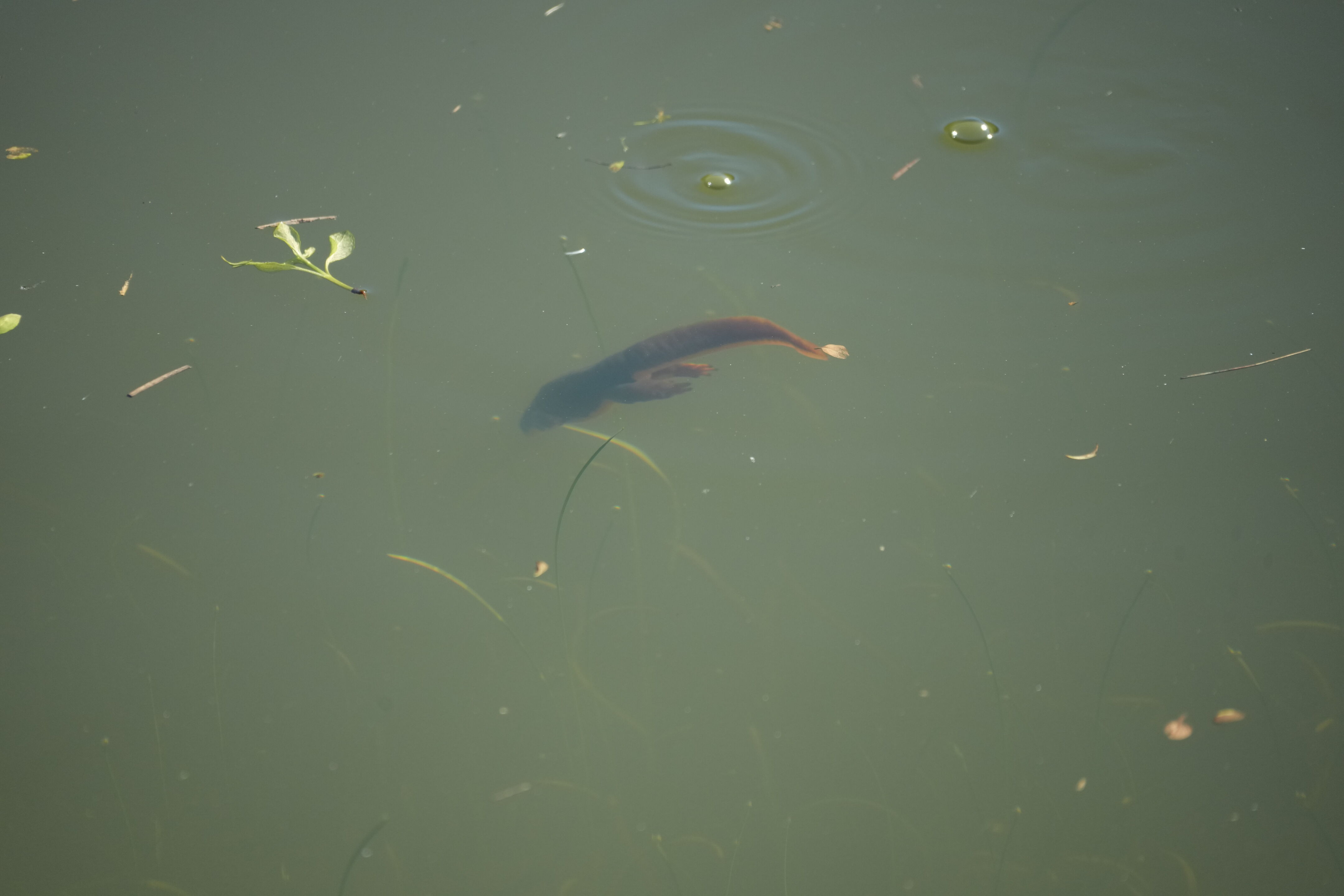 Pleasanton Ridge Regional Park