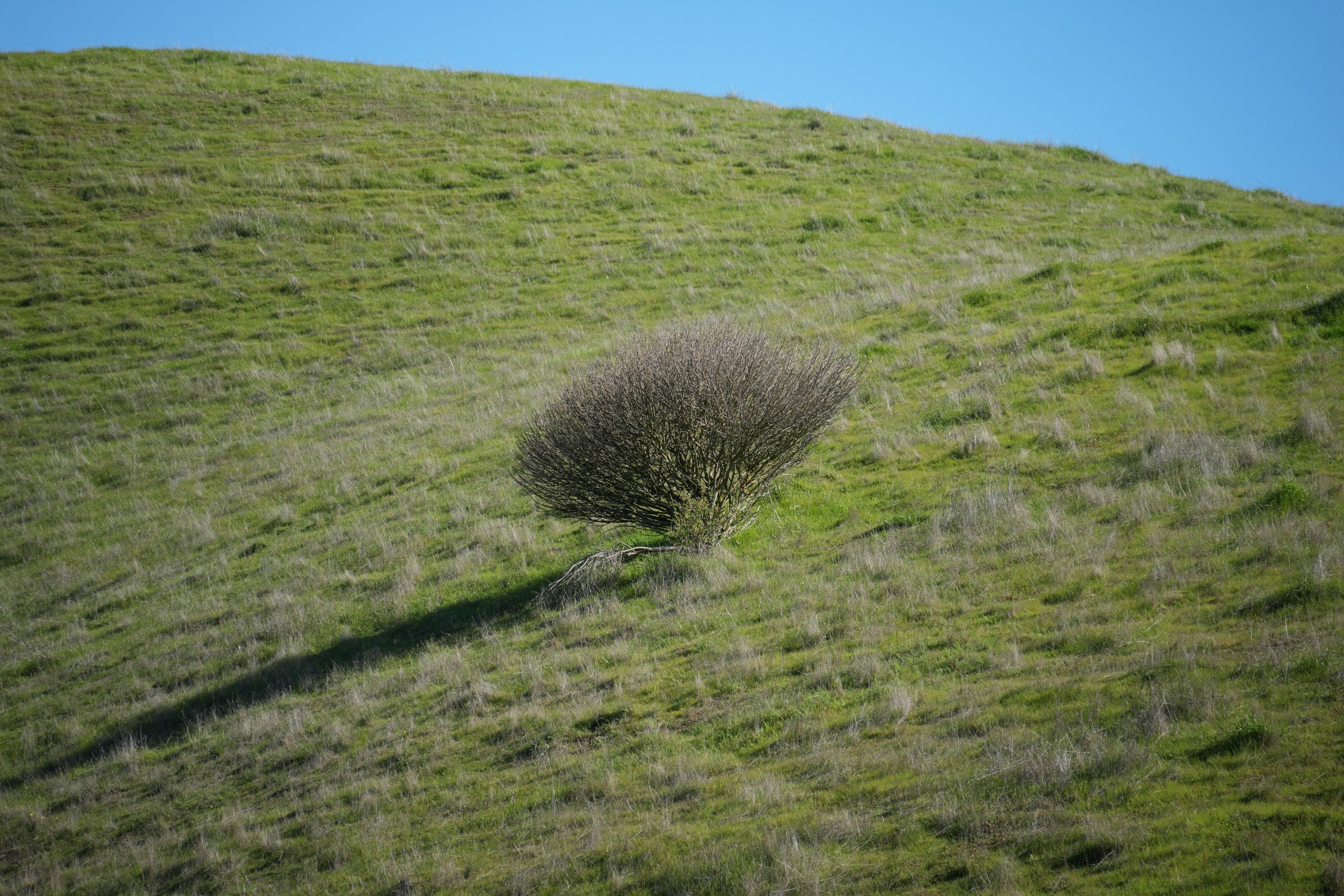 Pleasanton Ridge Regional Park