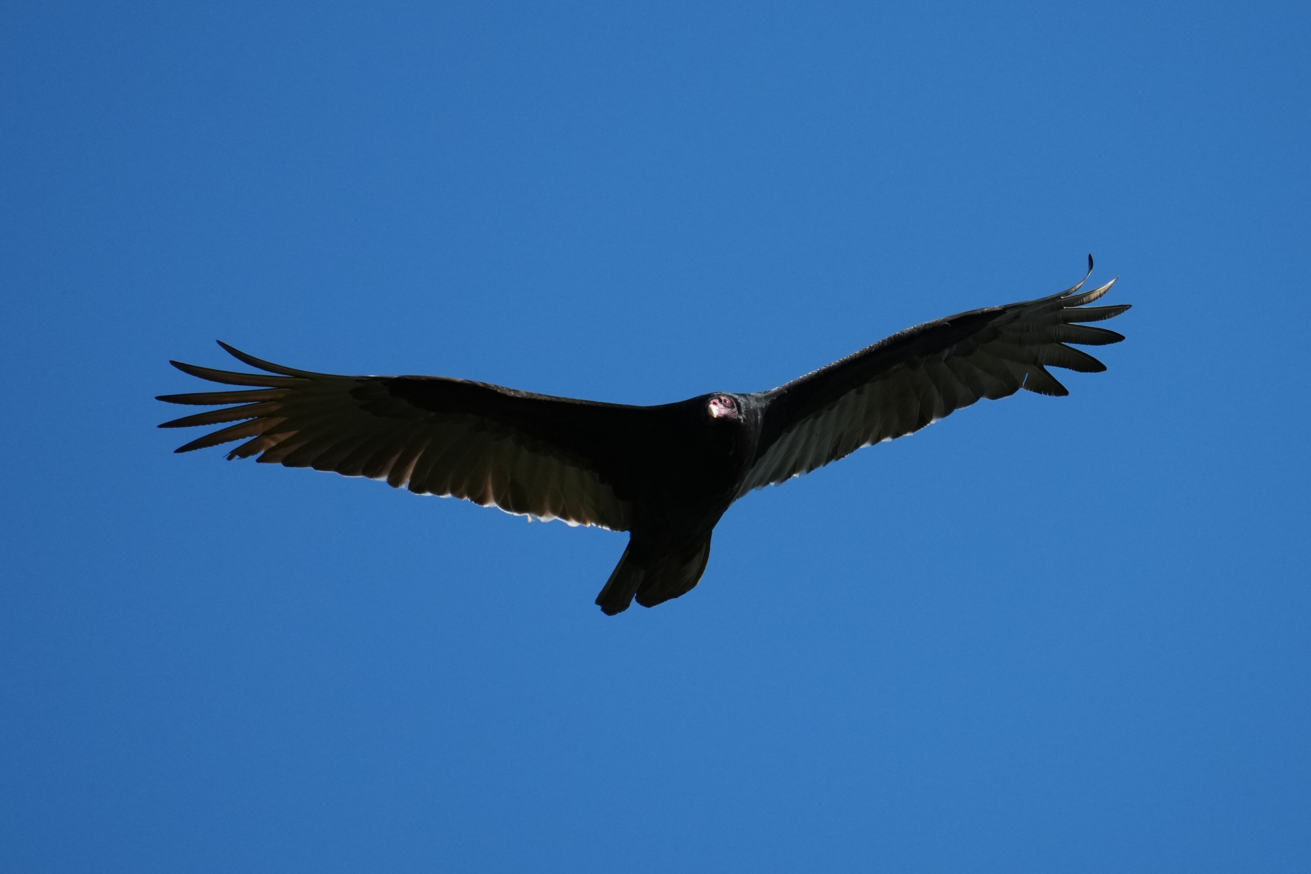 Pleasanton Ridge Regional Park