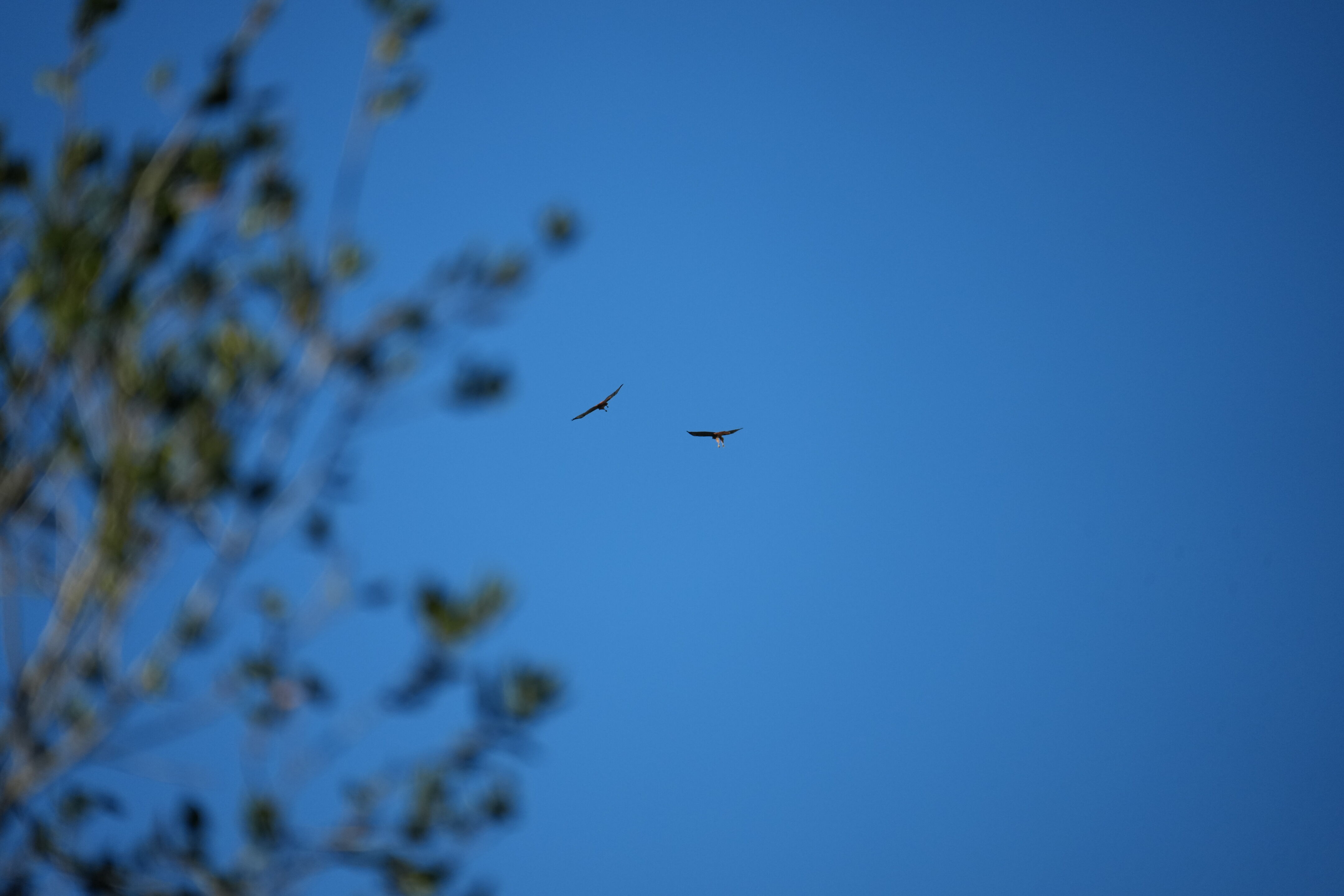 Pleasanton Ridge Regional Park