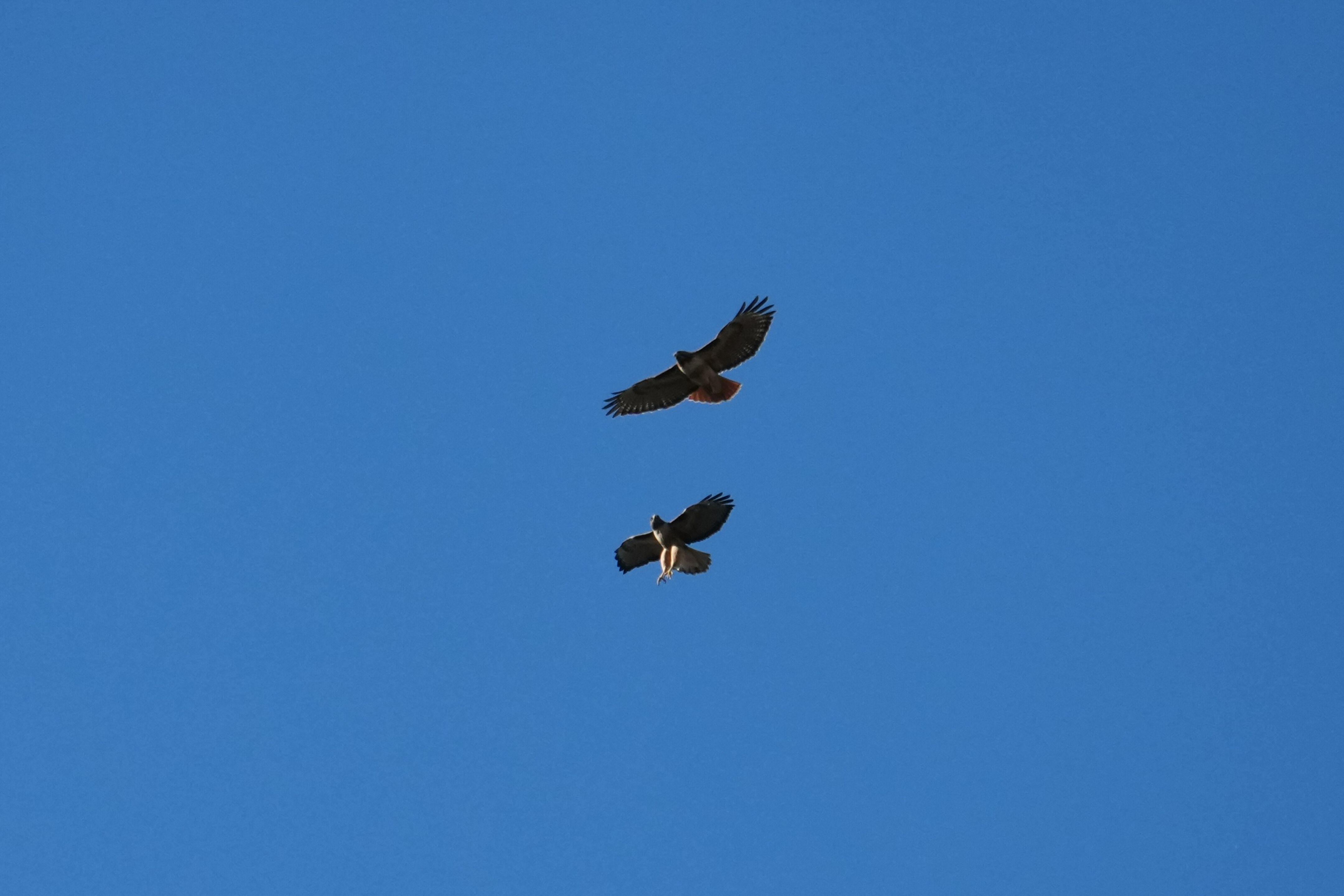 Pleasanton Ridge Regional Park