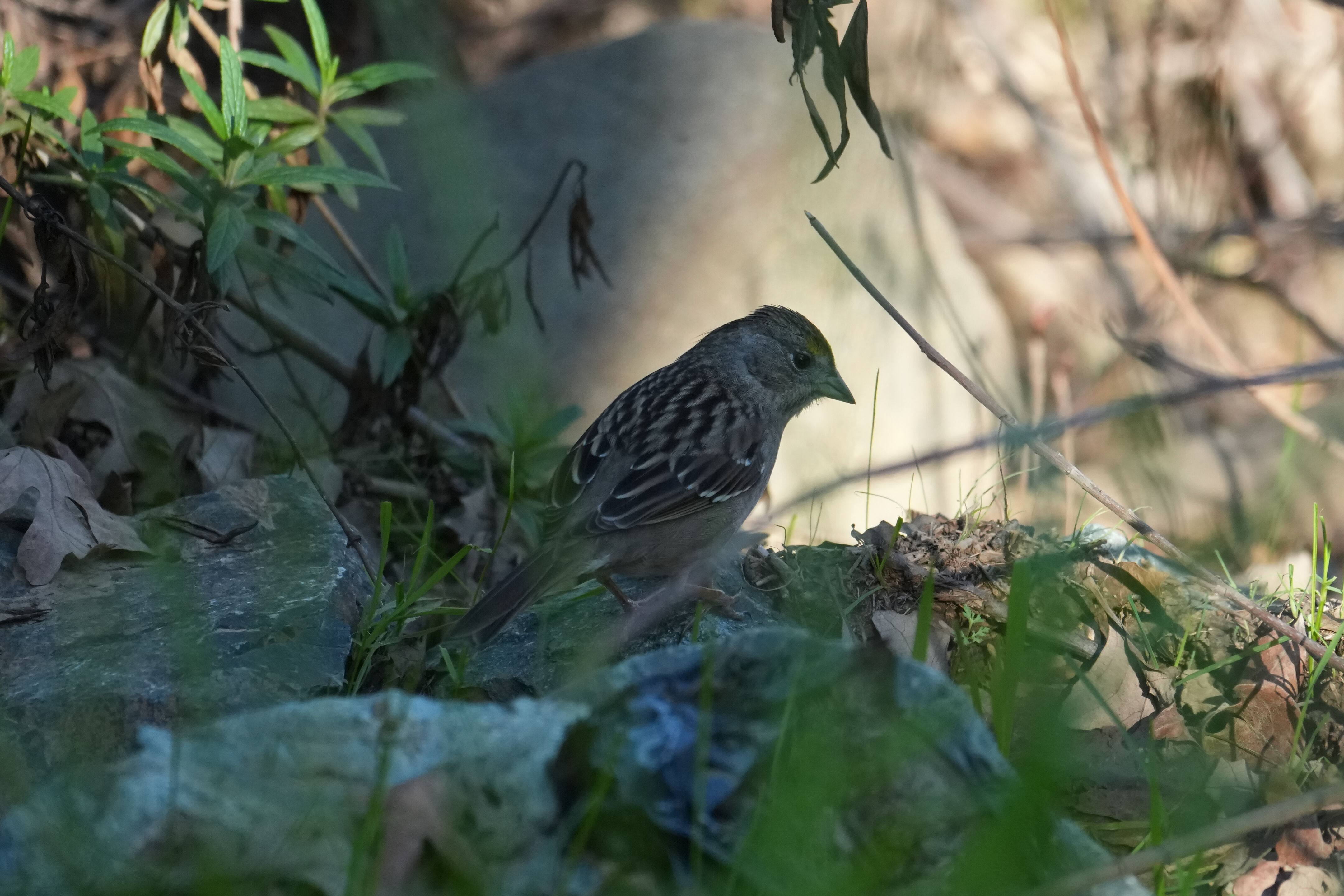 Pleasanton Ridge Regional Park