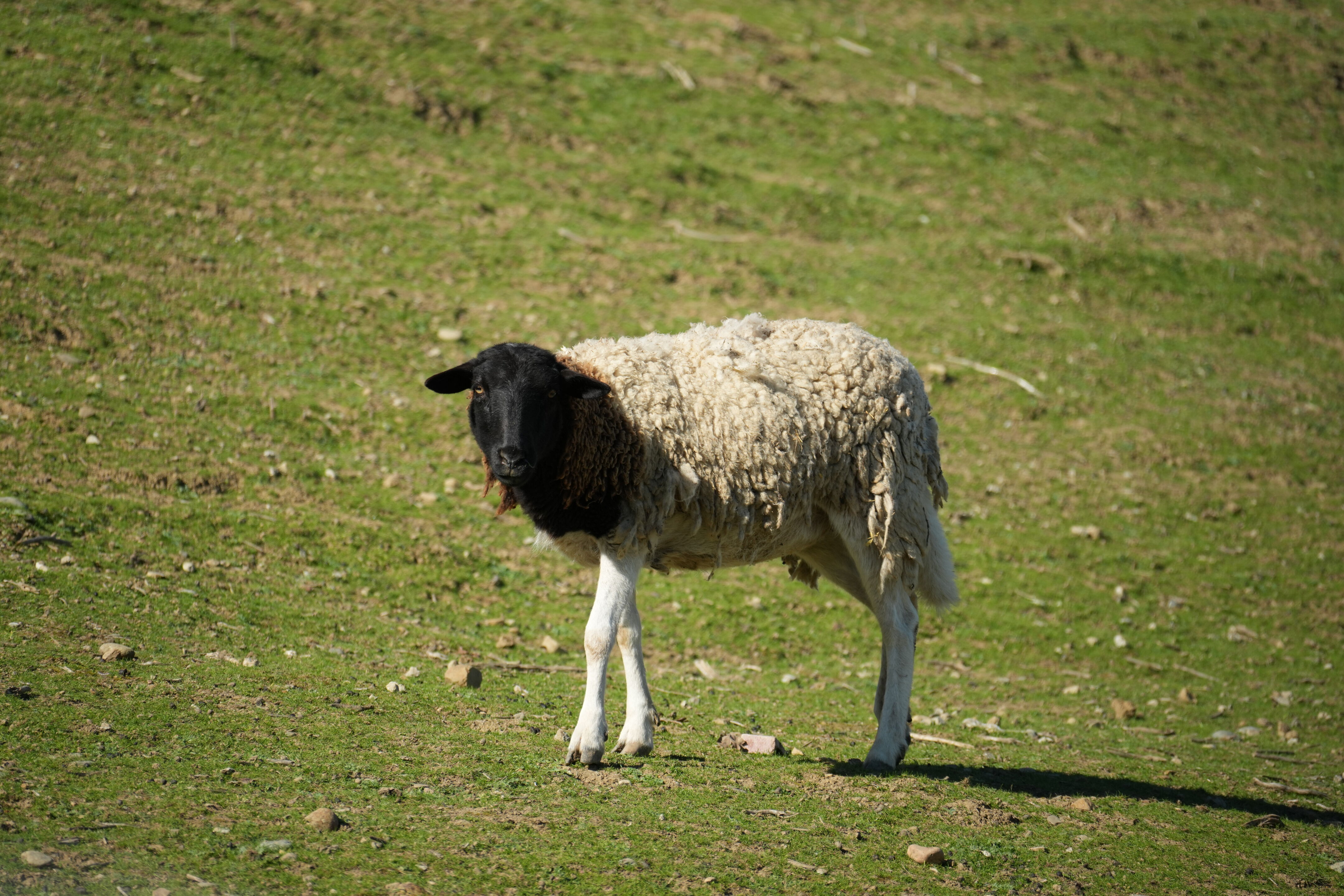 Pleasanton Ridge Regional Park