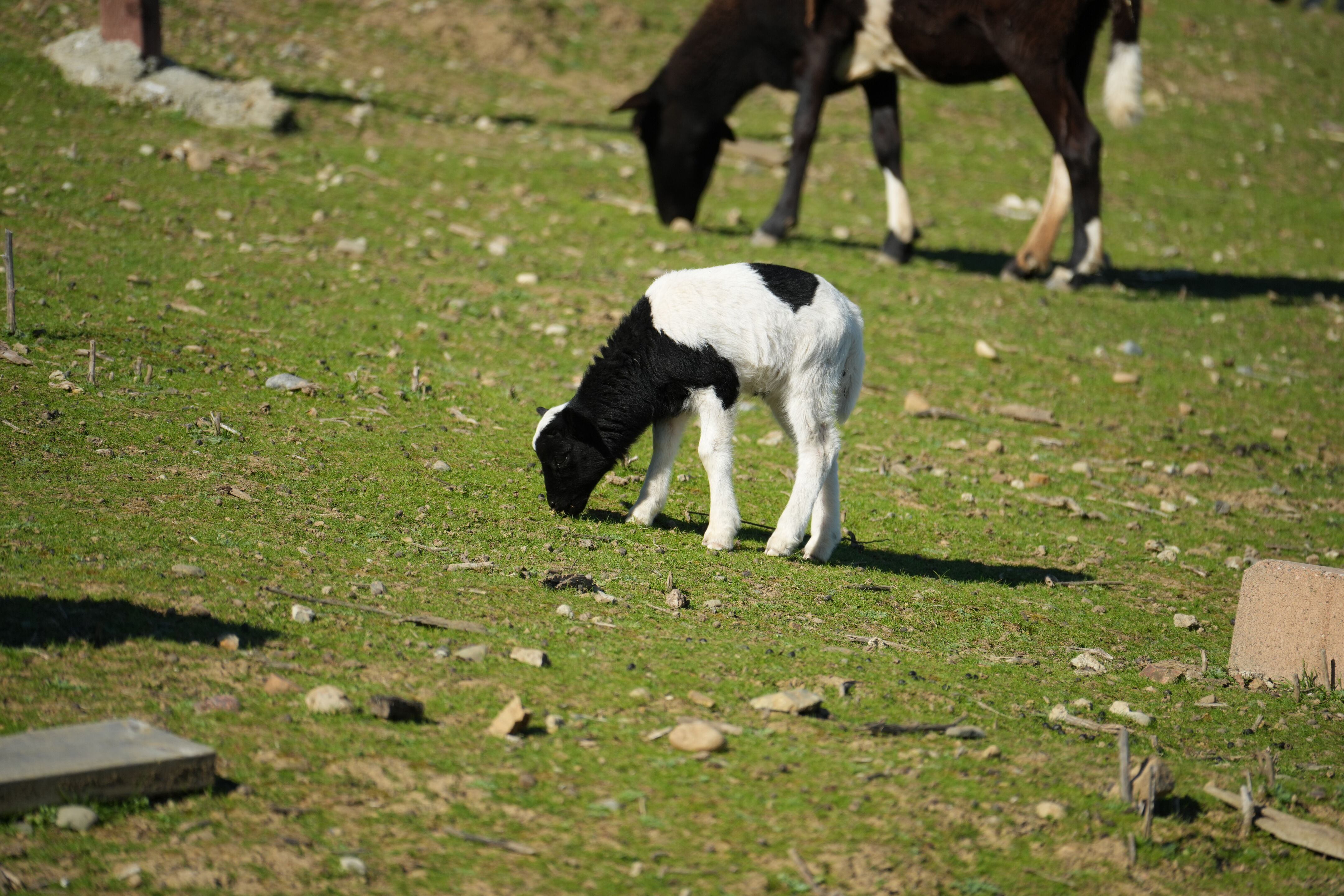 Pleasanton Ridge Regional Park