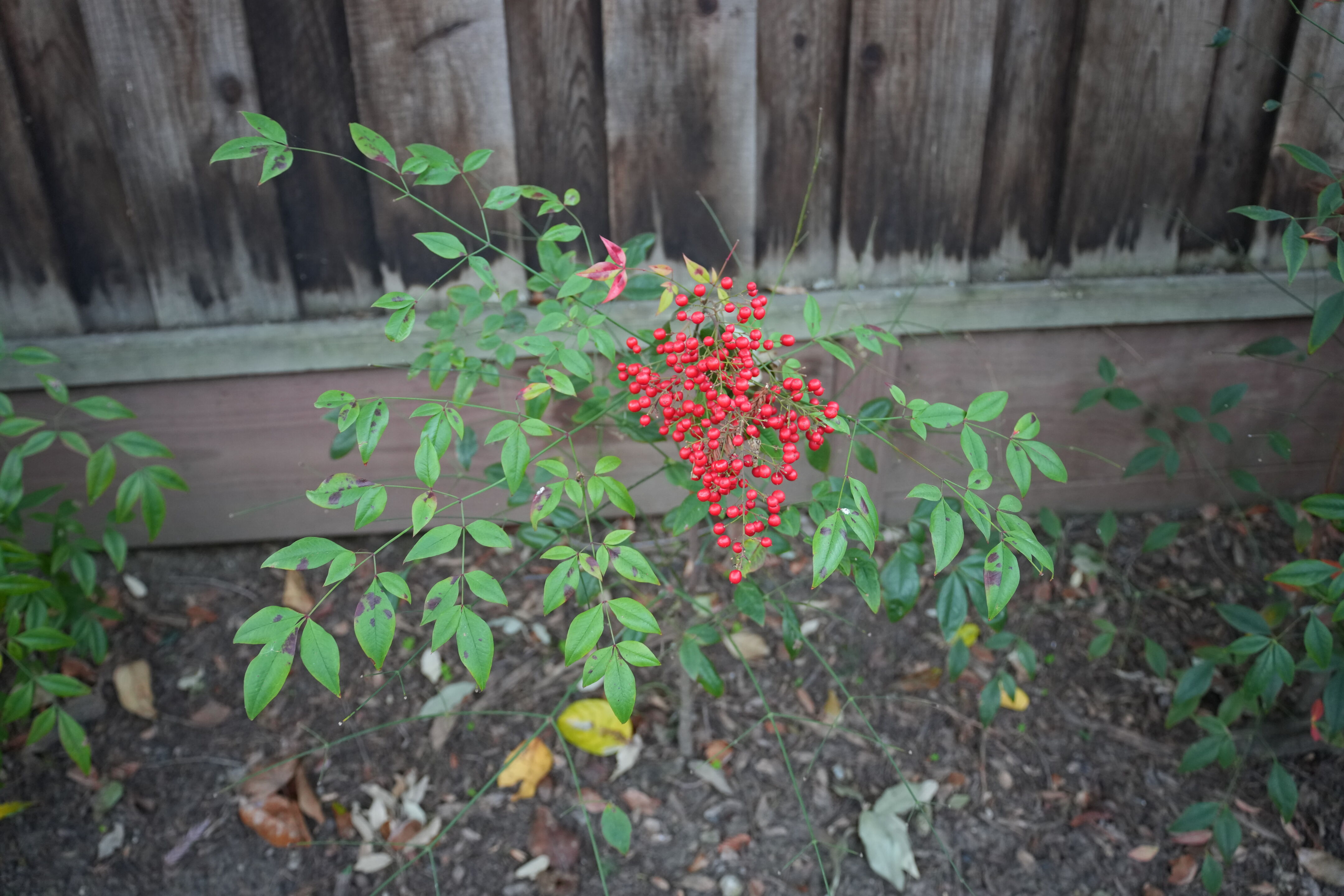 Mountain View Downtown