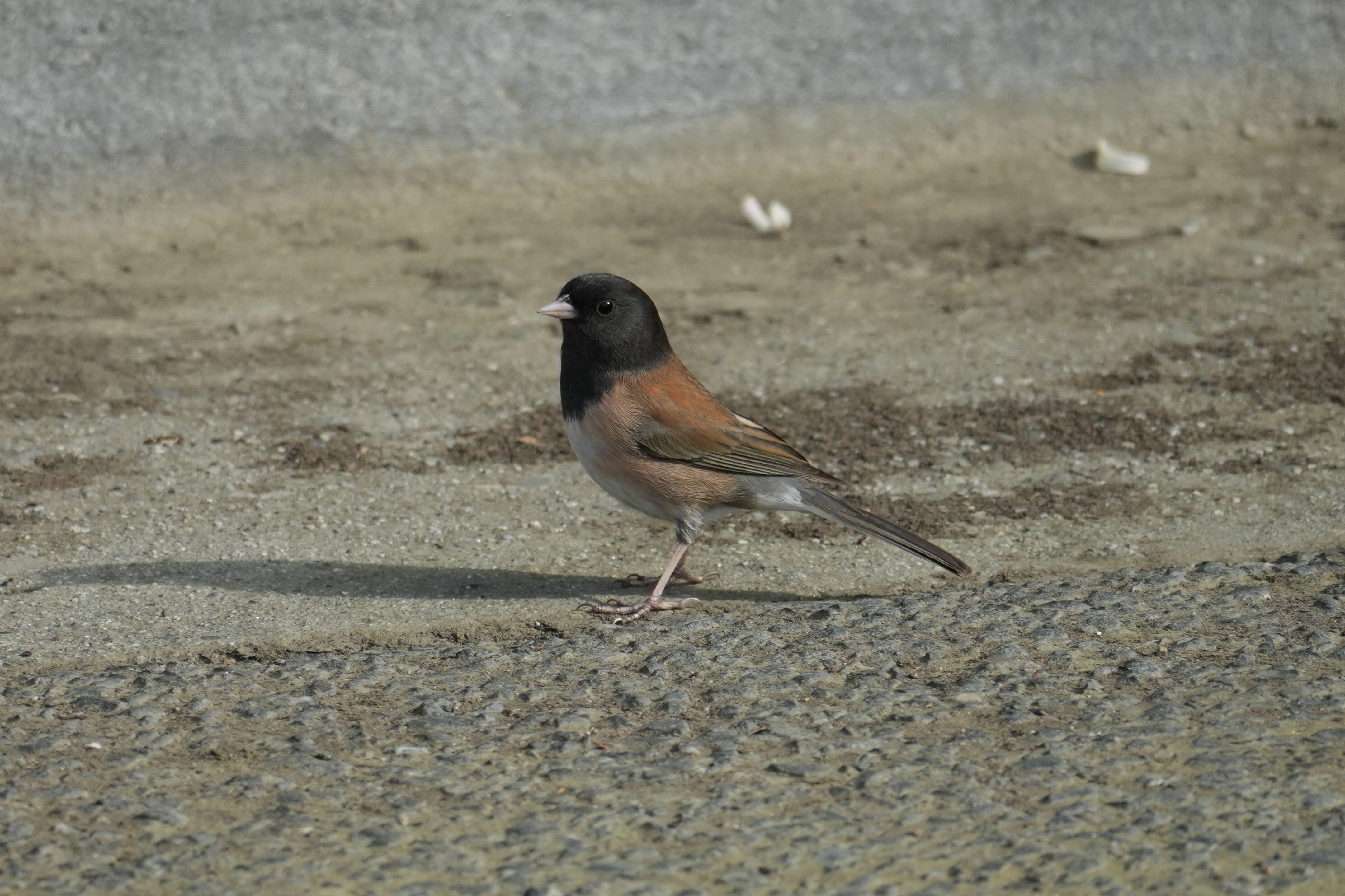 Mountain View Downtown