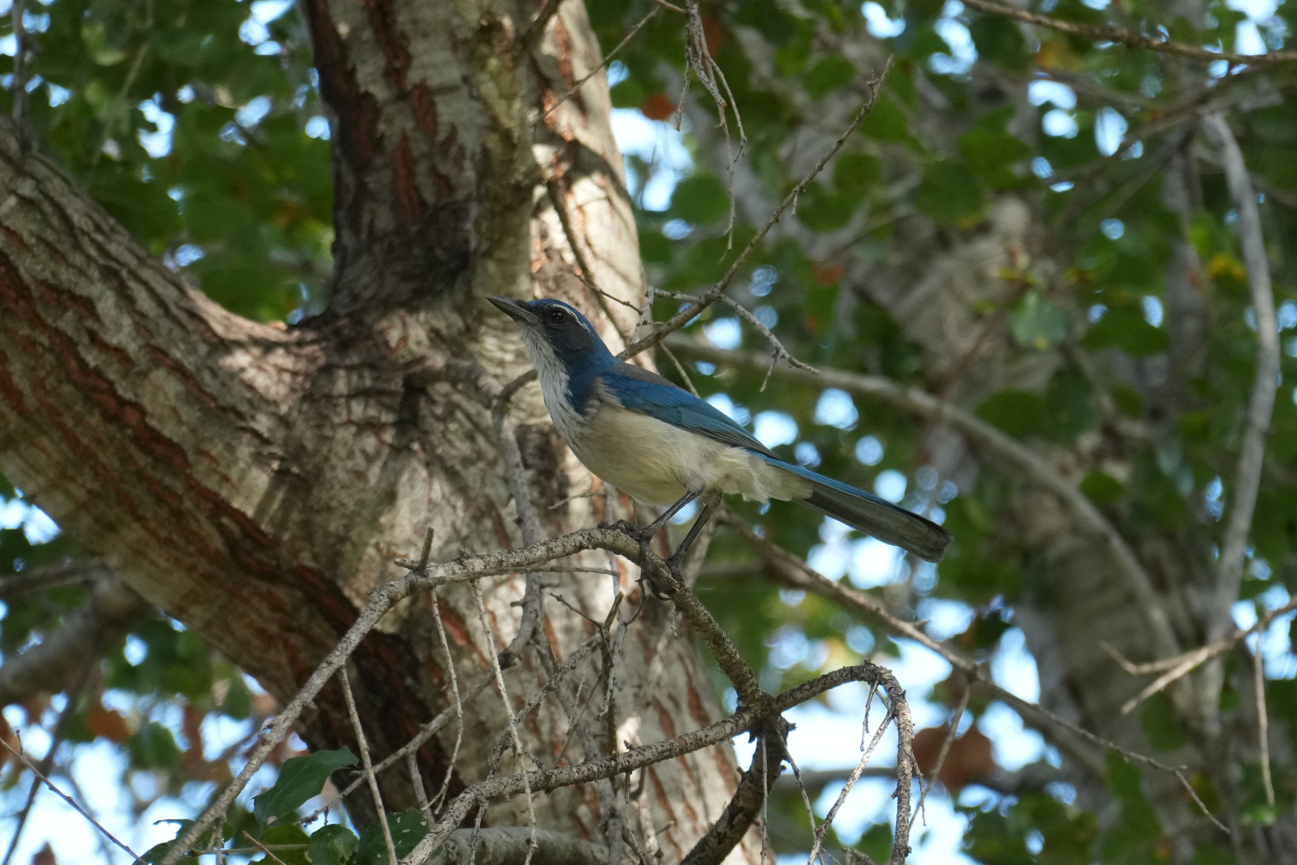 Mountain View Downtown