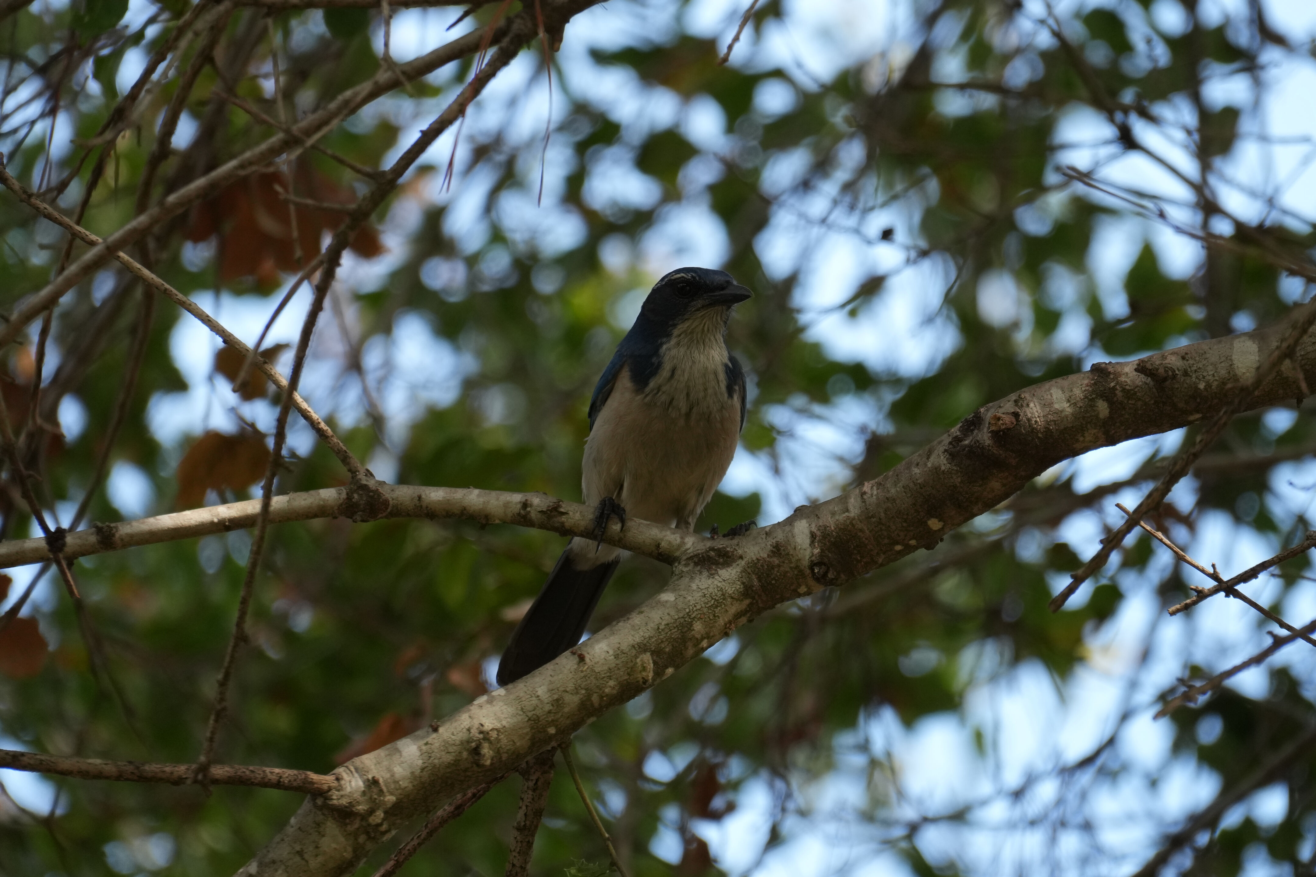Mountain View Downtown