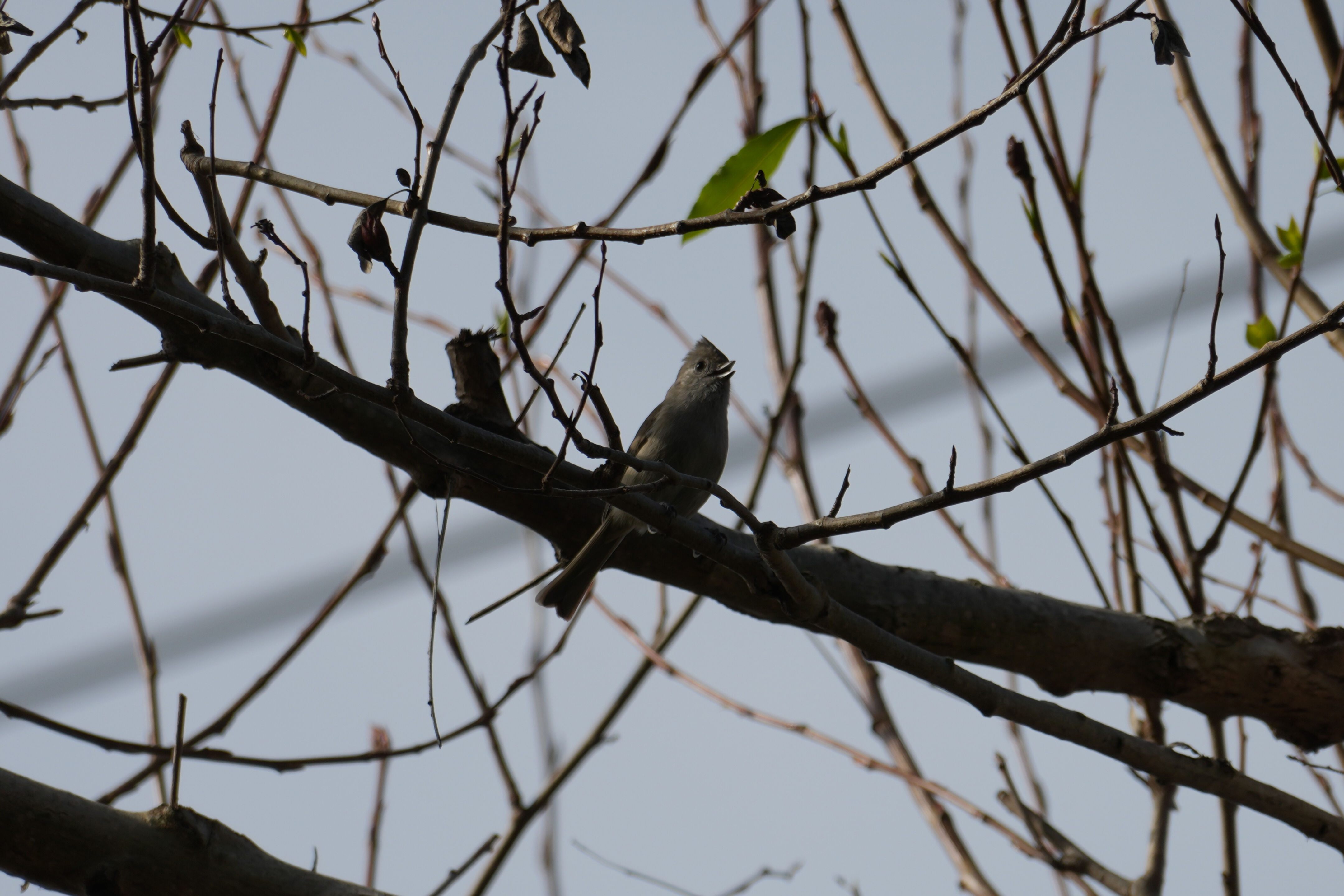 Mountain View Downtown
