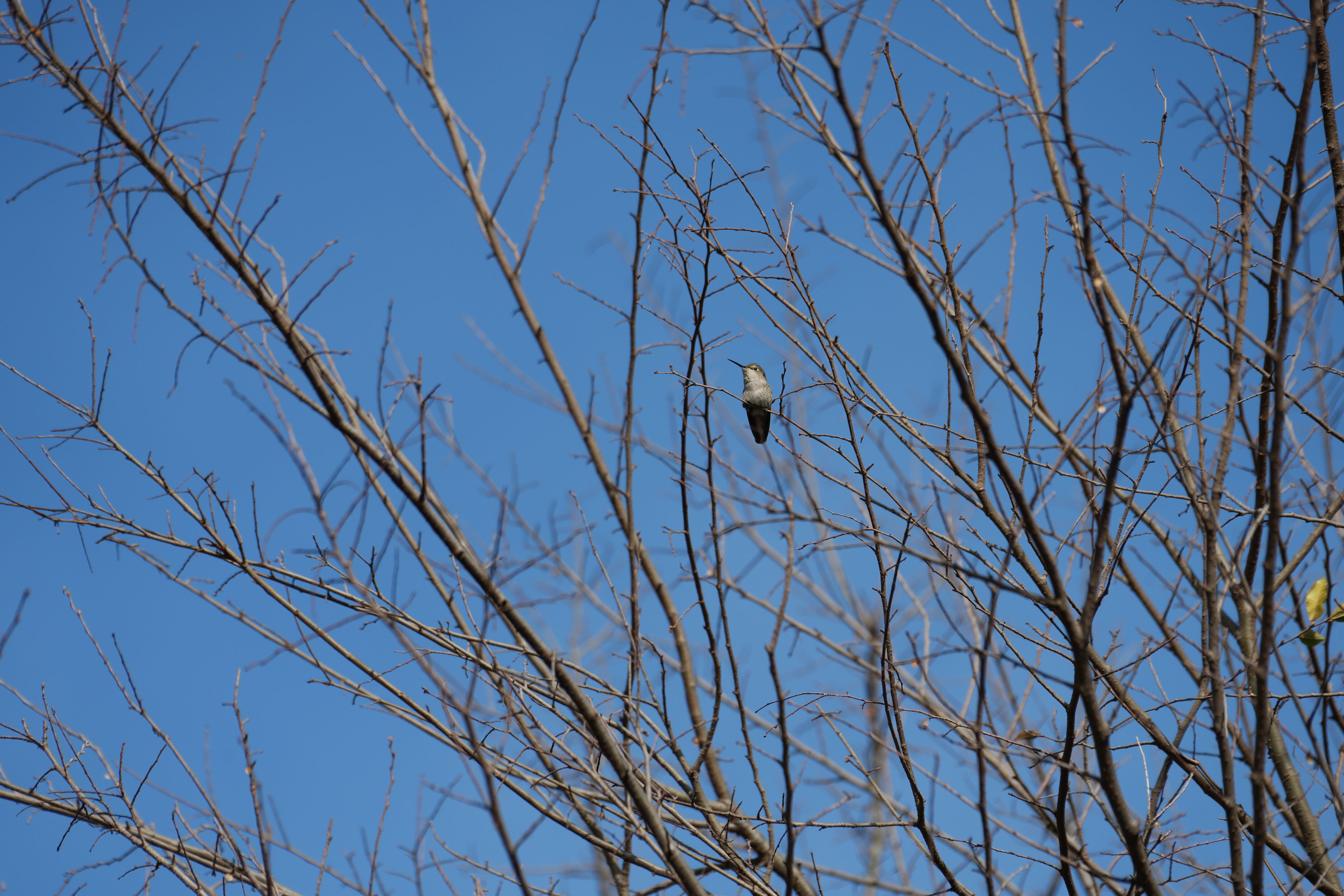 Mountain View Downtown