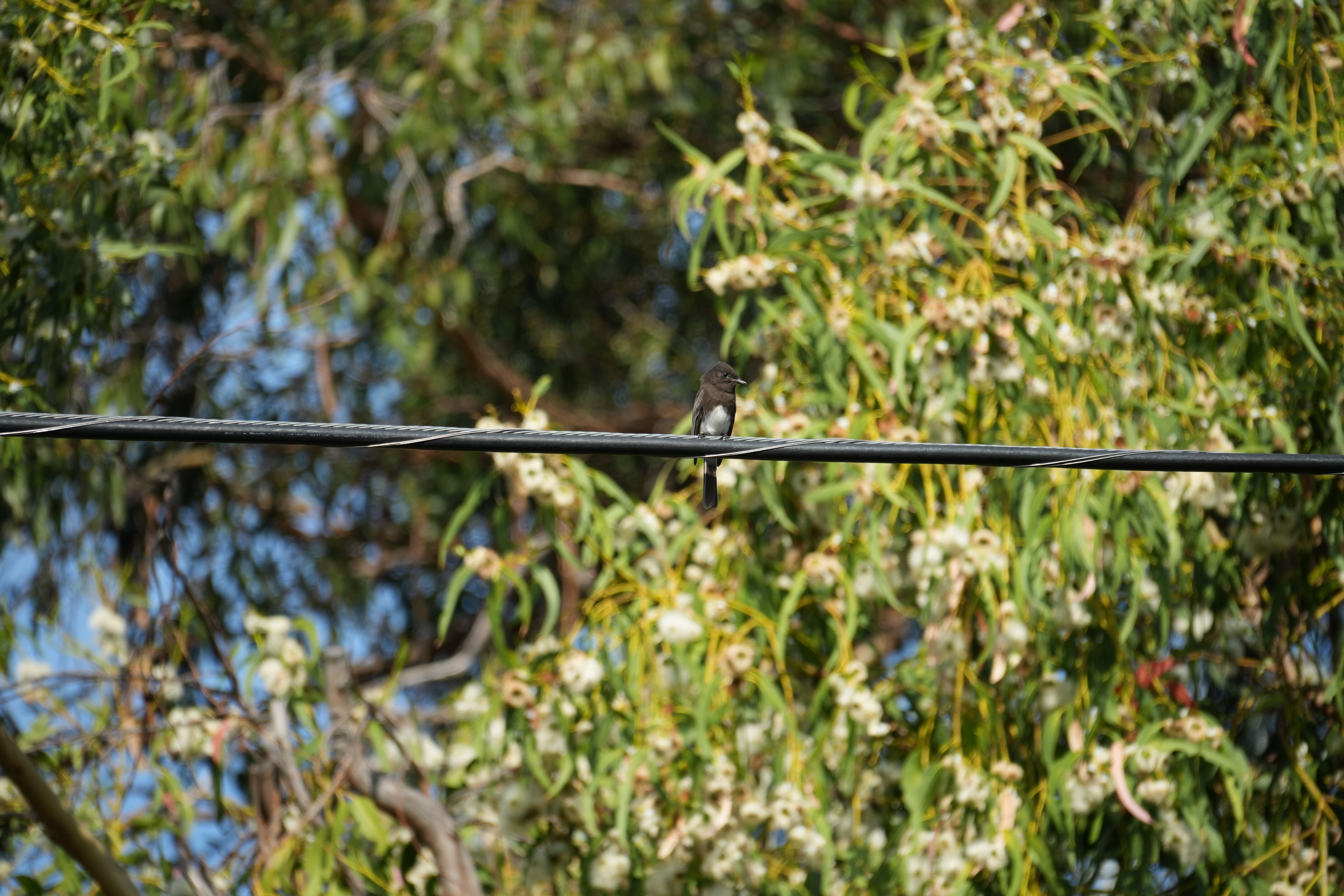 Mountain View Downtown