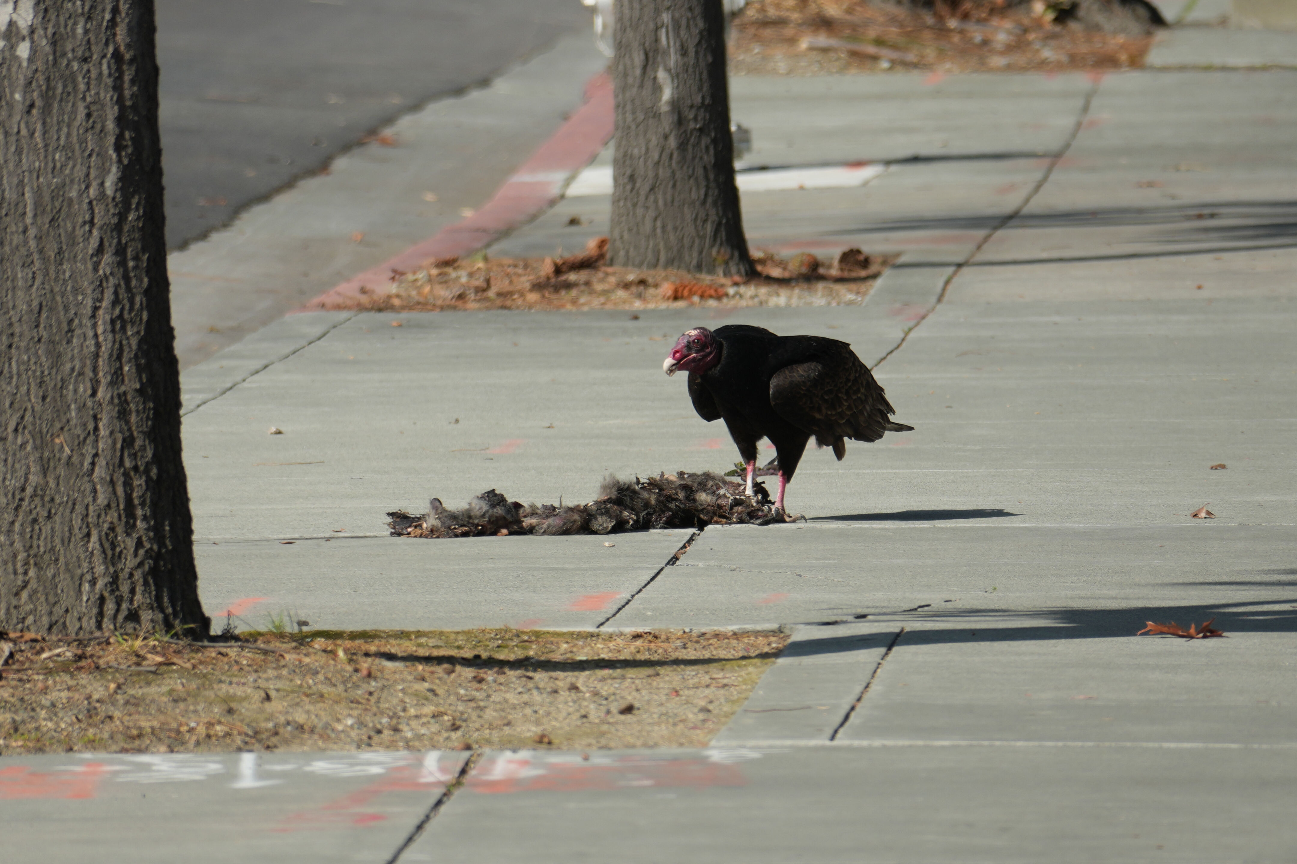 Mountain View Downtown