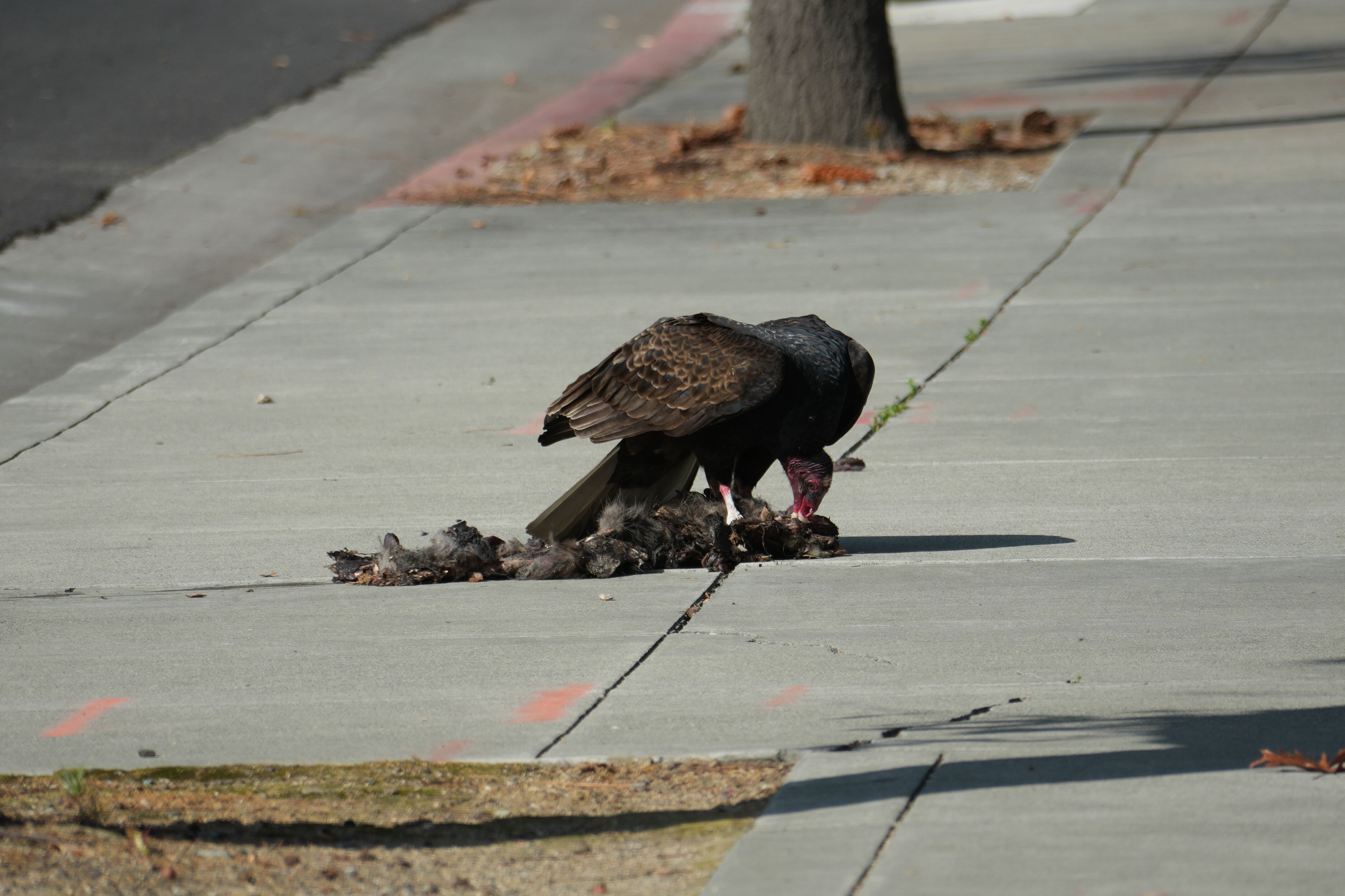 Mountain View Downtown