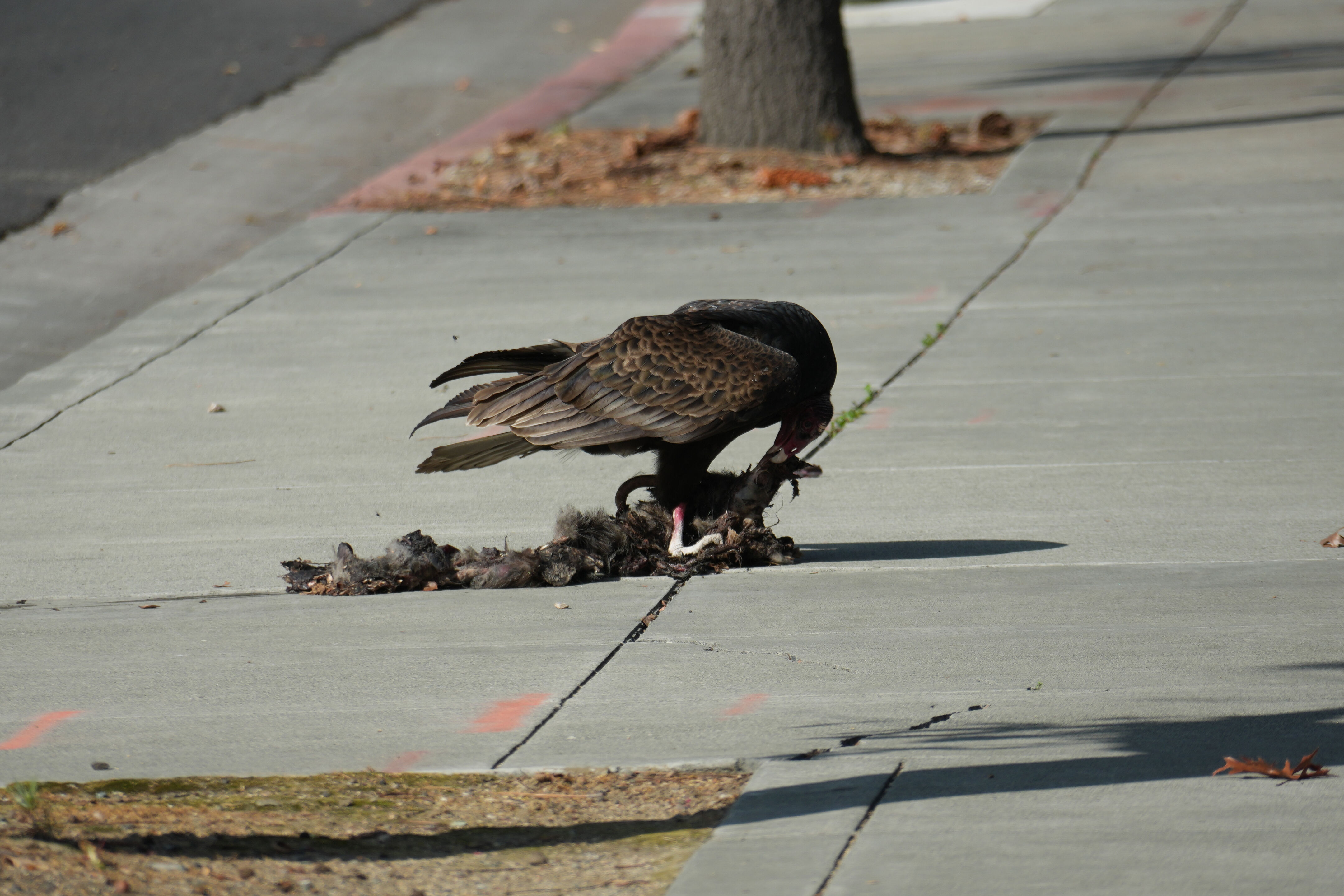 Mountain View Downtown
