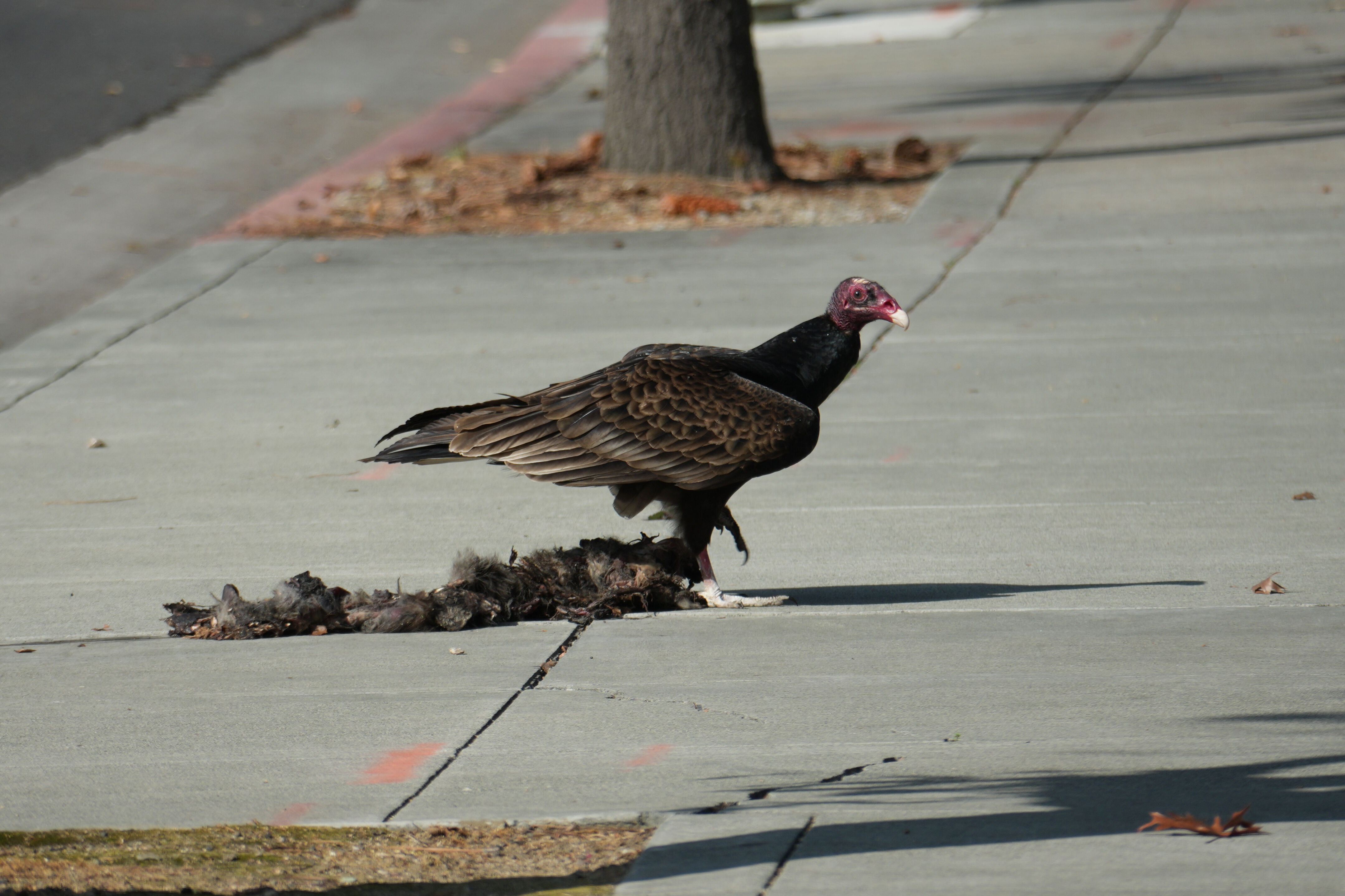 Mountain View Downtown