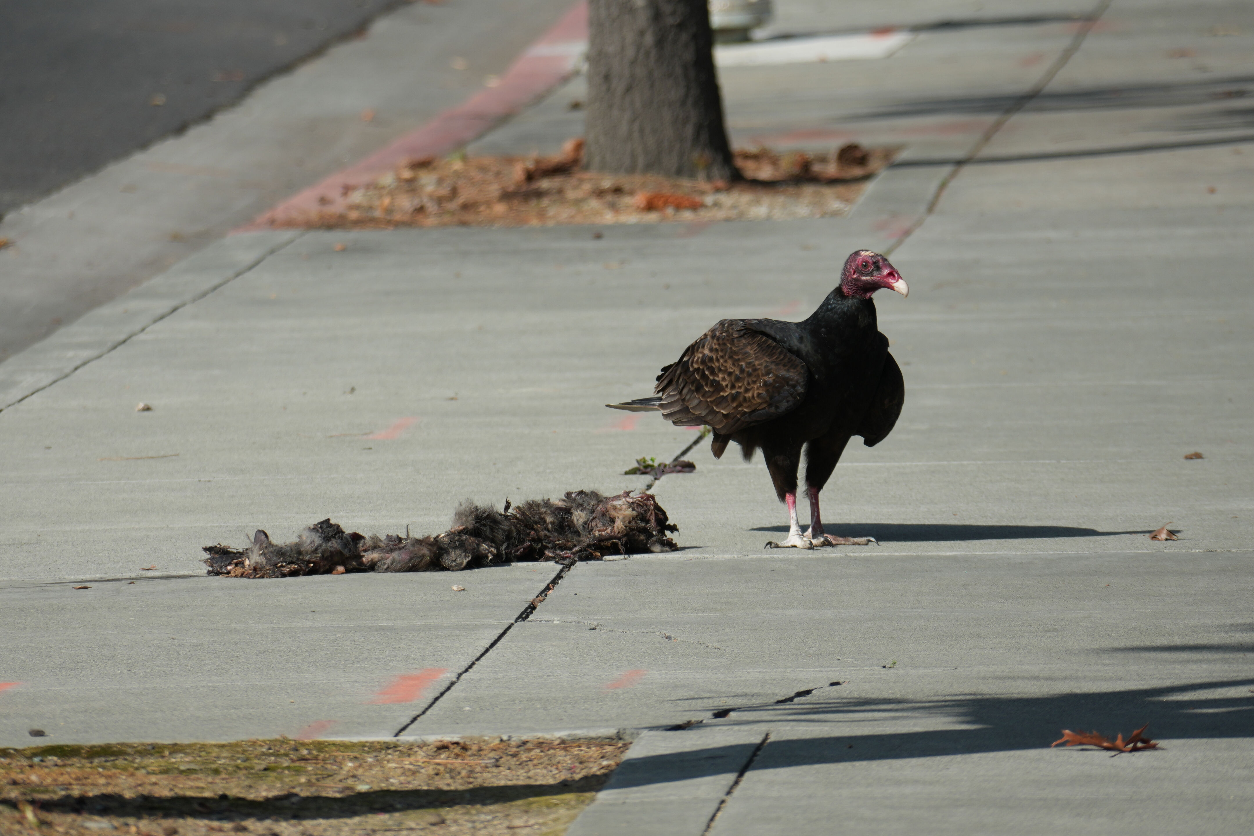 Mountain View Downtown