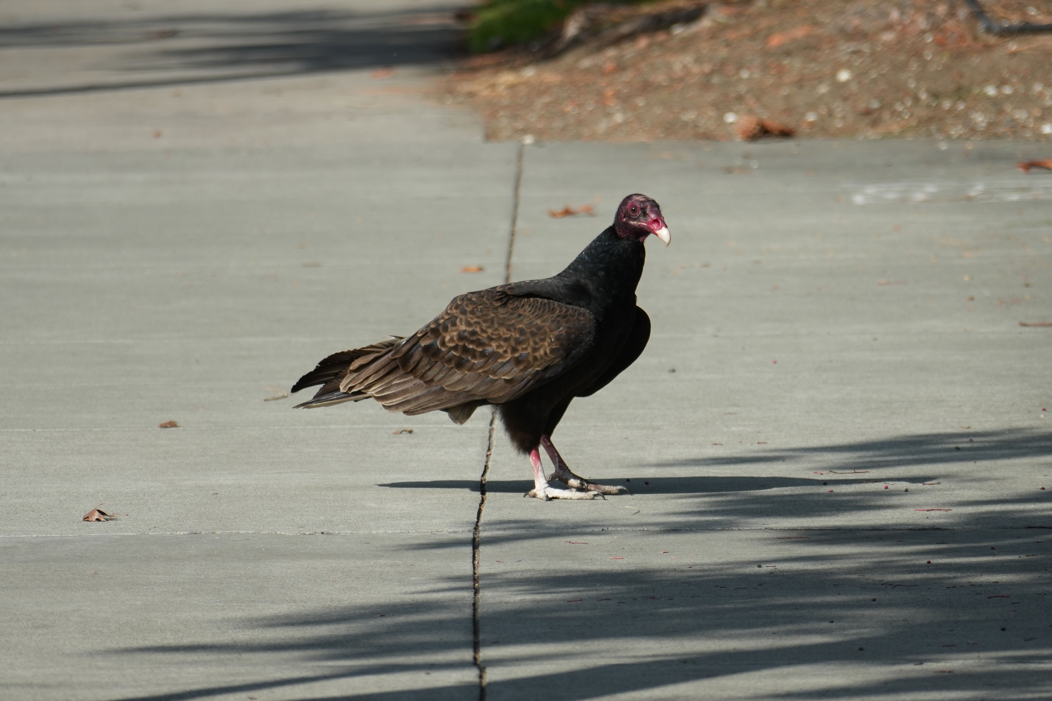 Mountain View Downtown