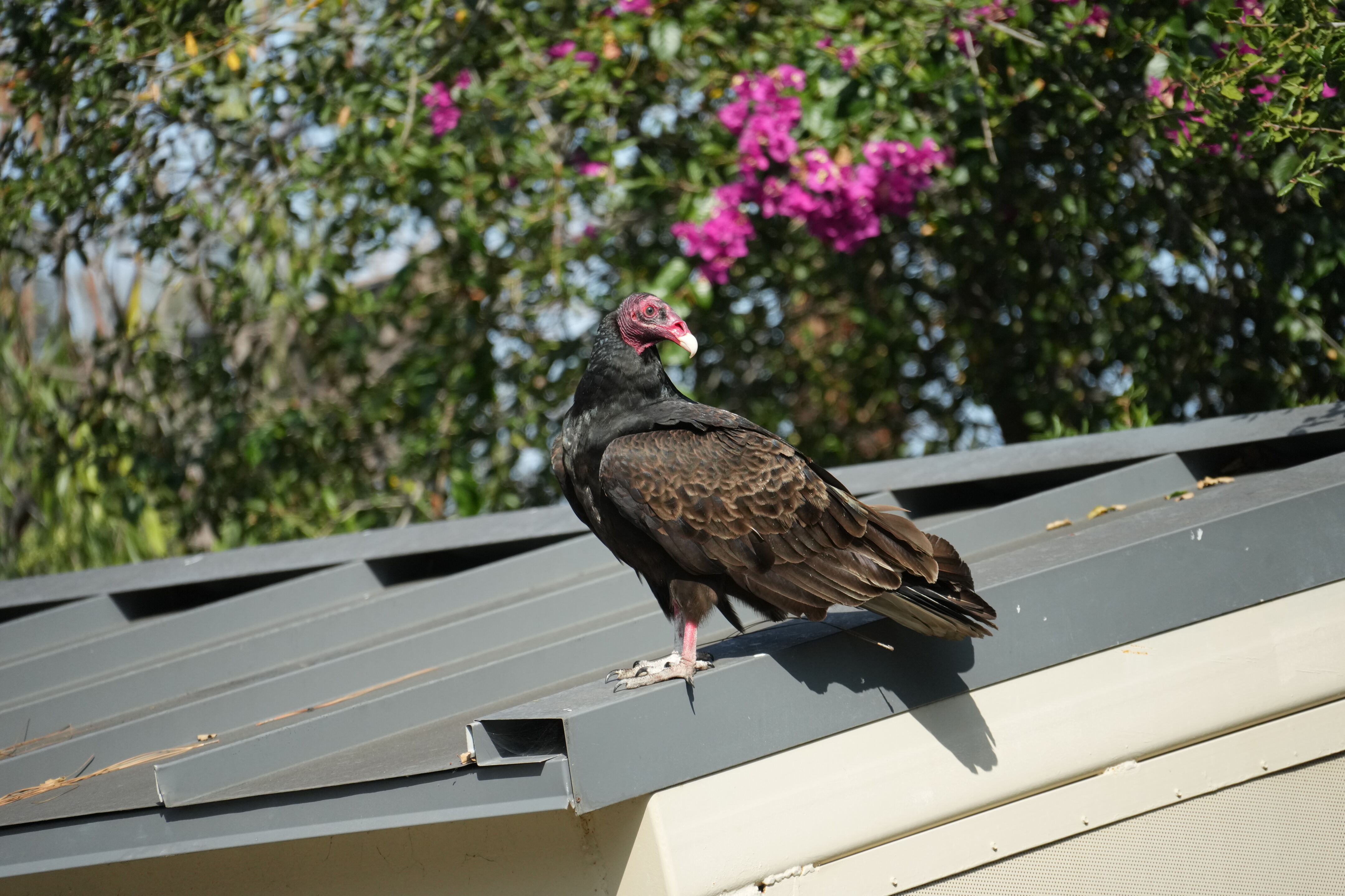 Mountain View Downtown