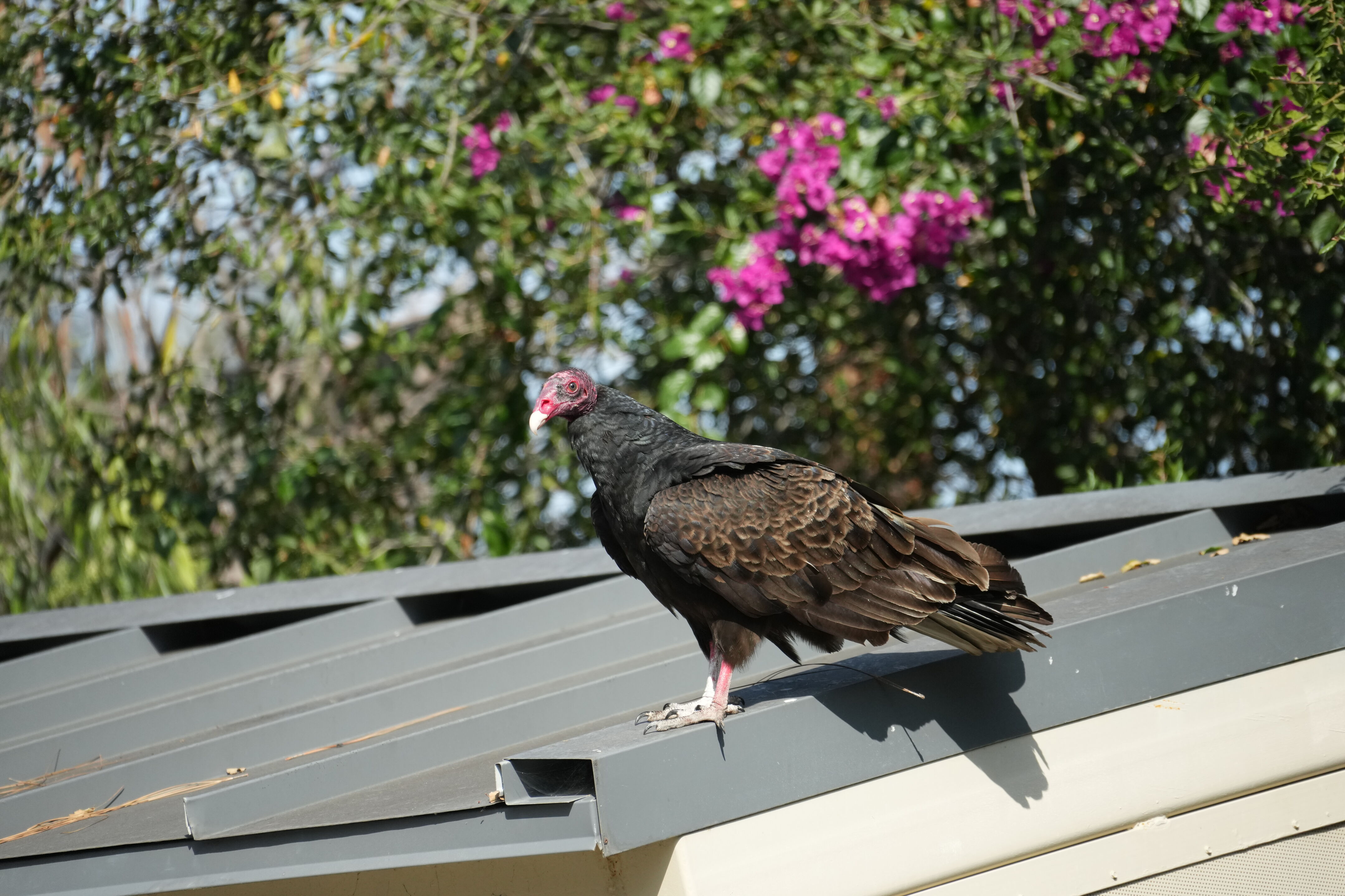 Mountain View Downtown