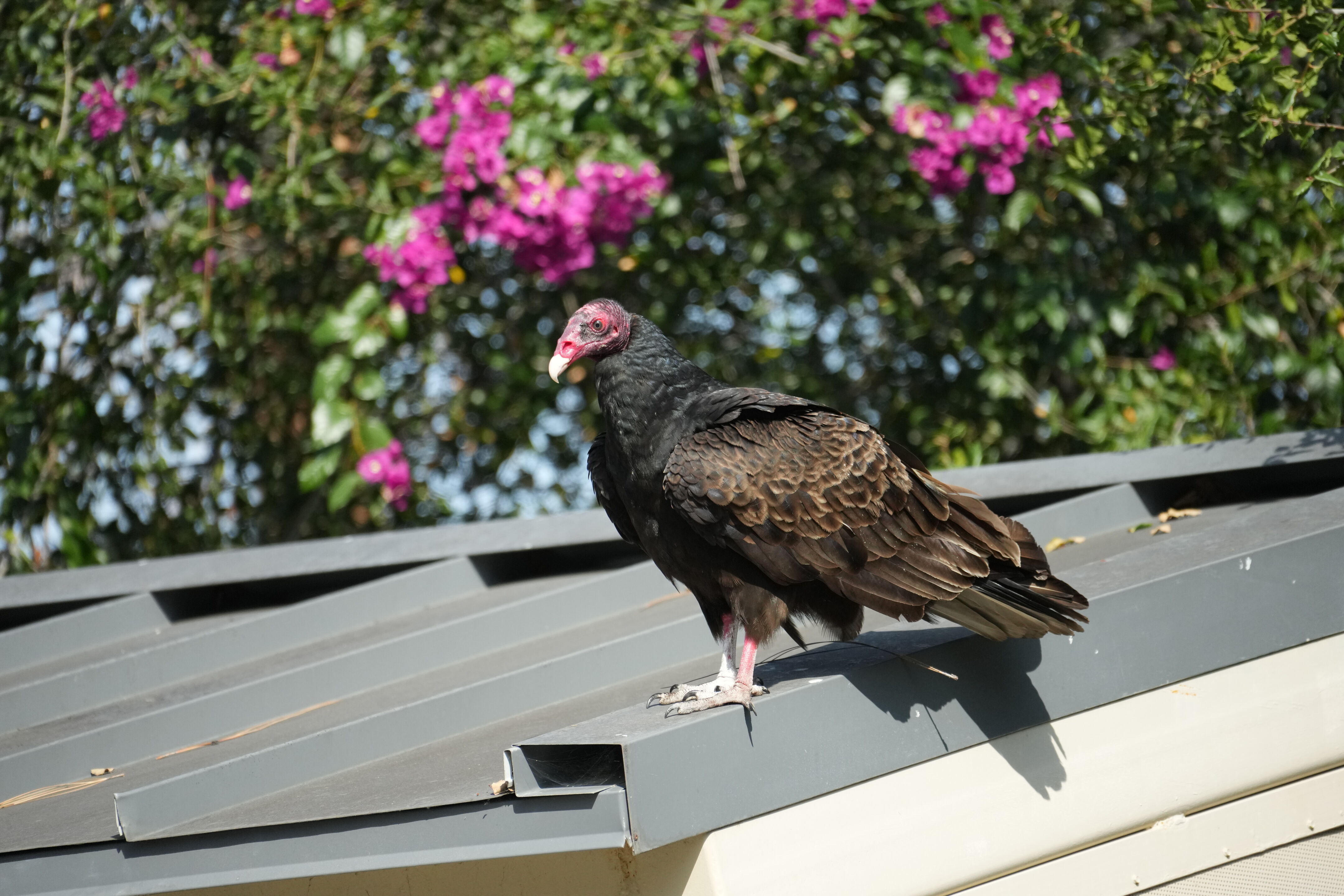 Mountain View Downtown