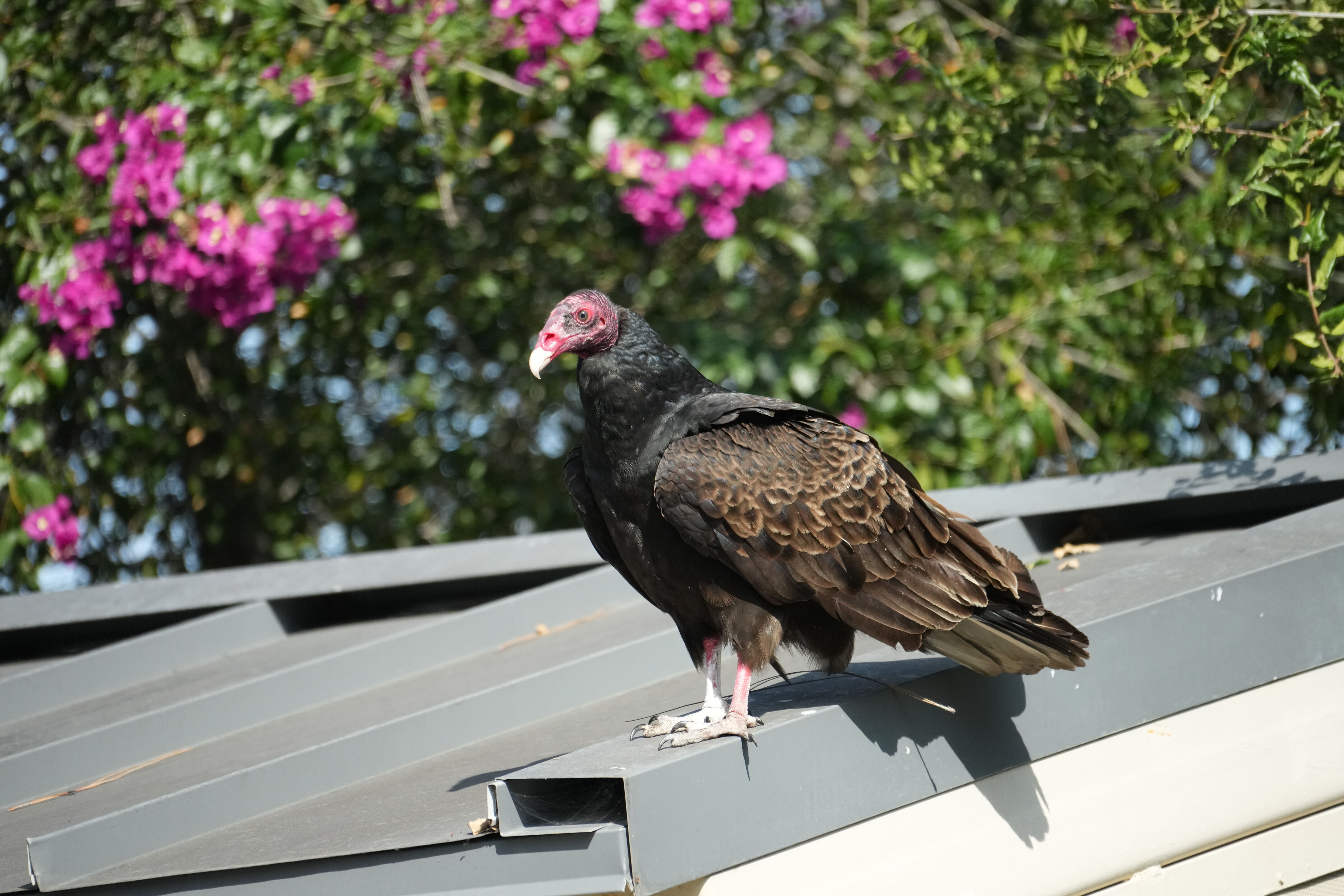 Mountain View Downtown