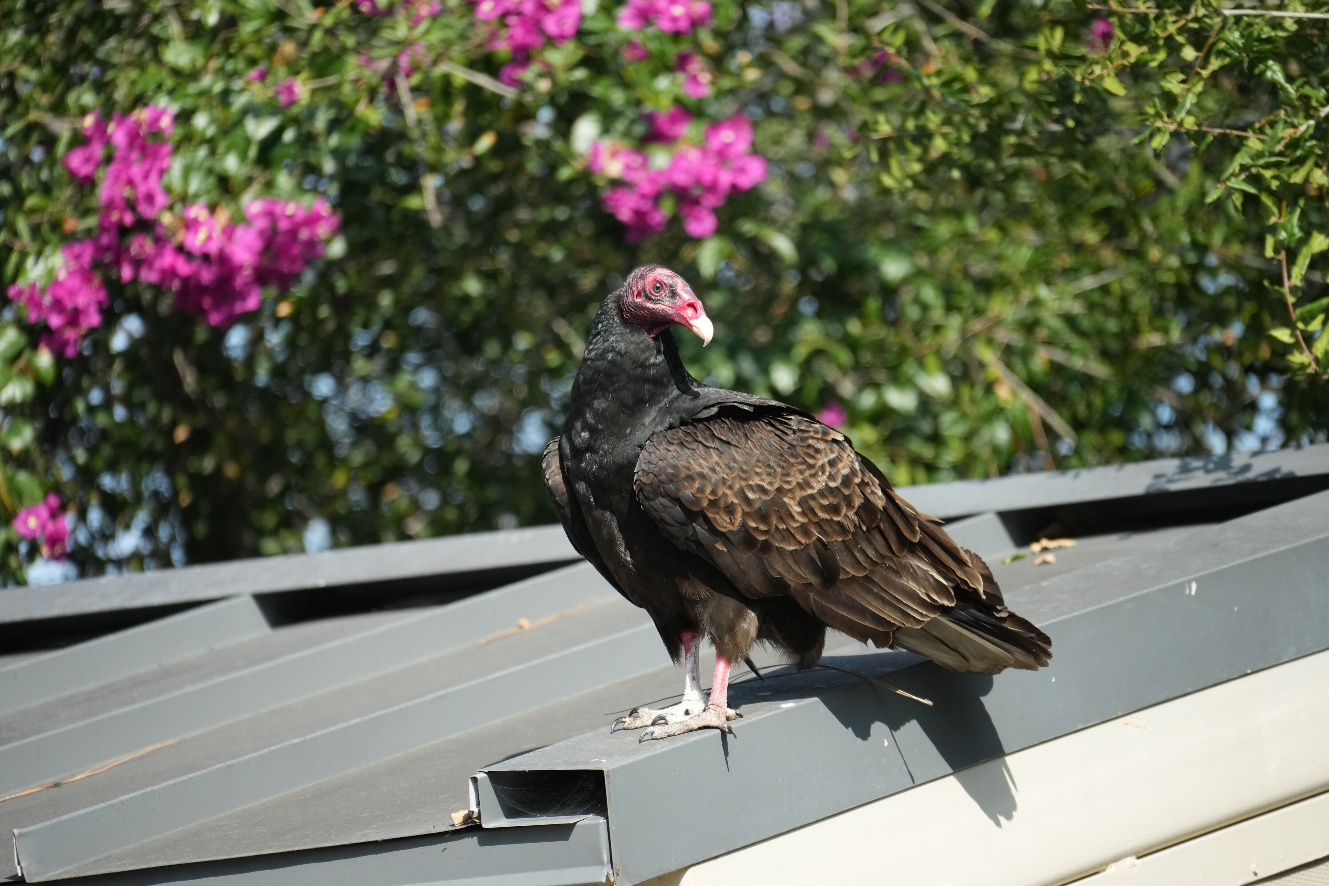 Mountain View Downtown