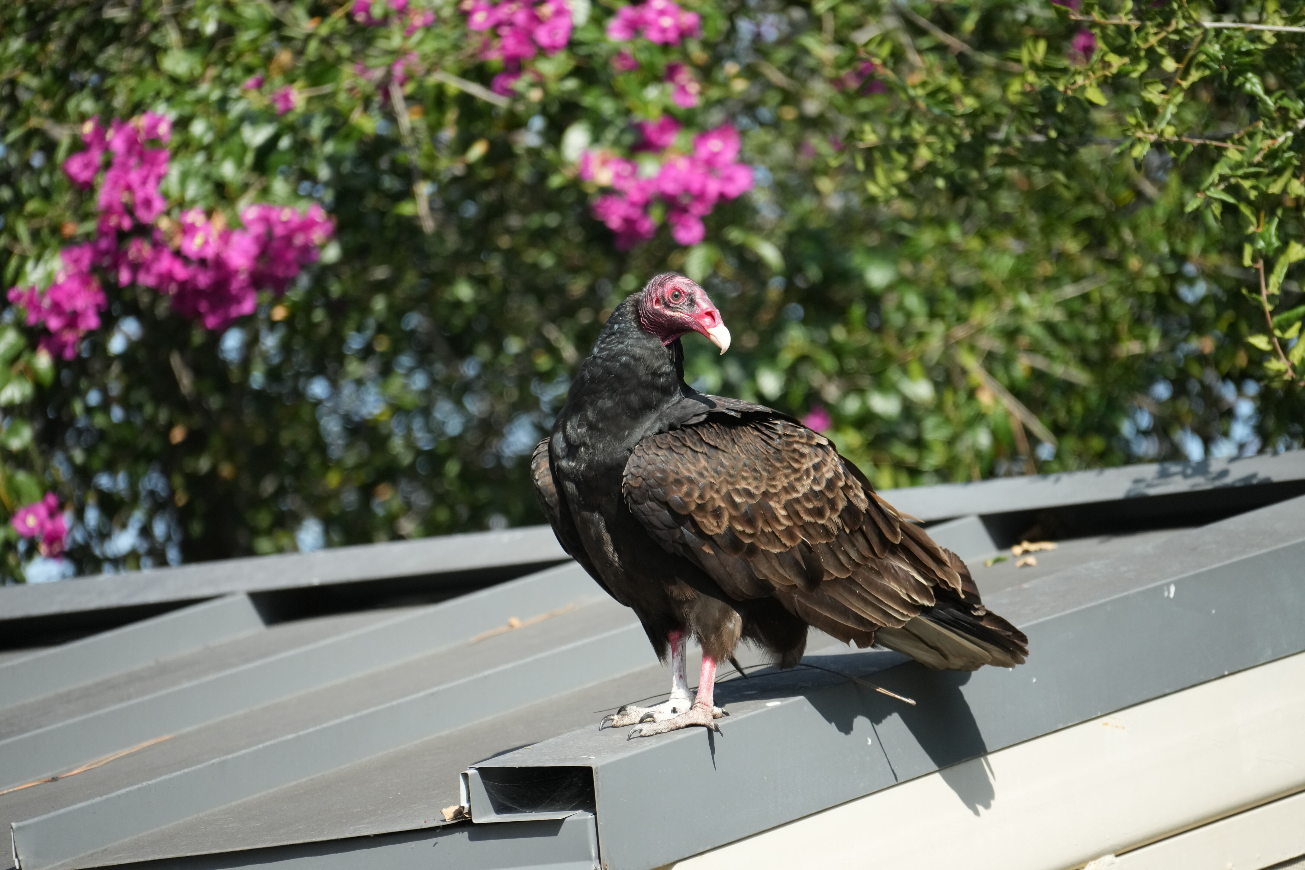 Mountain View Downtown