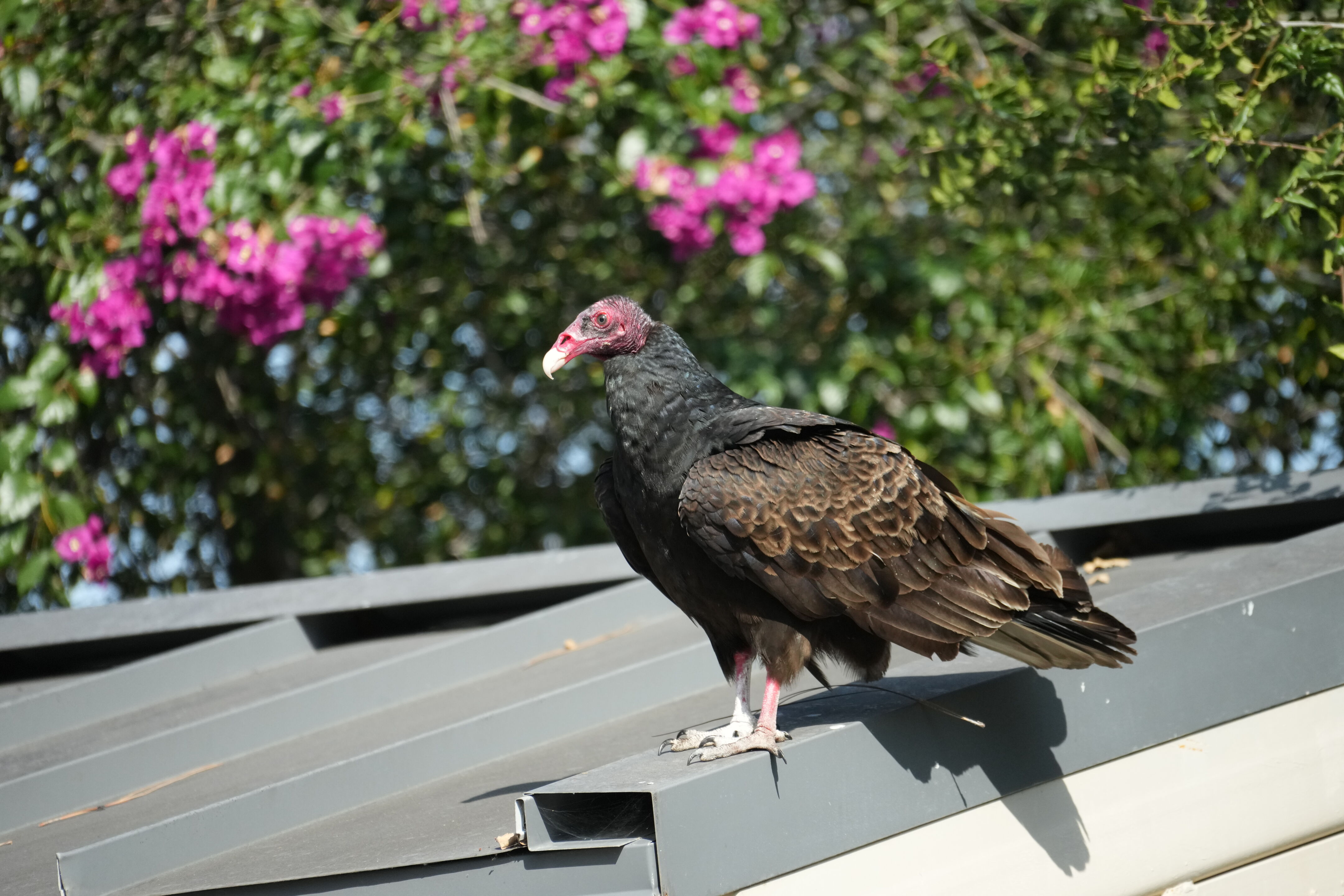 Mountain View Downtown