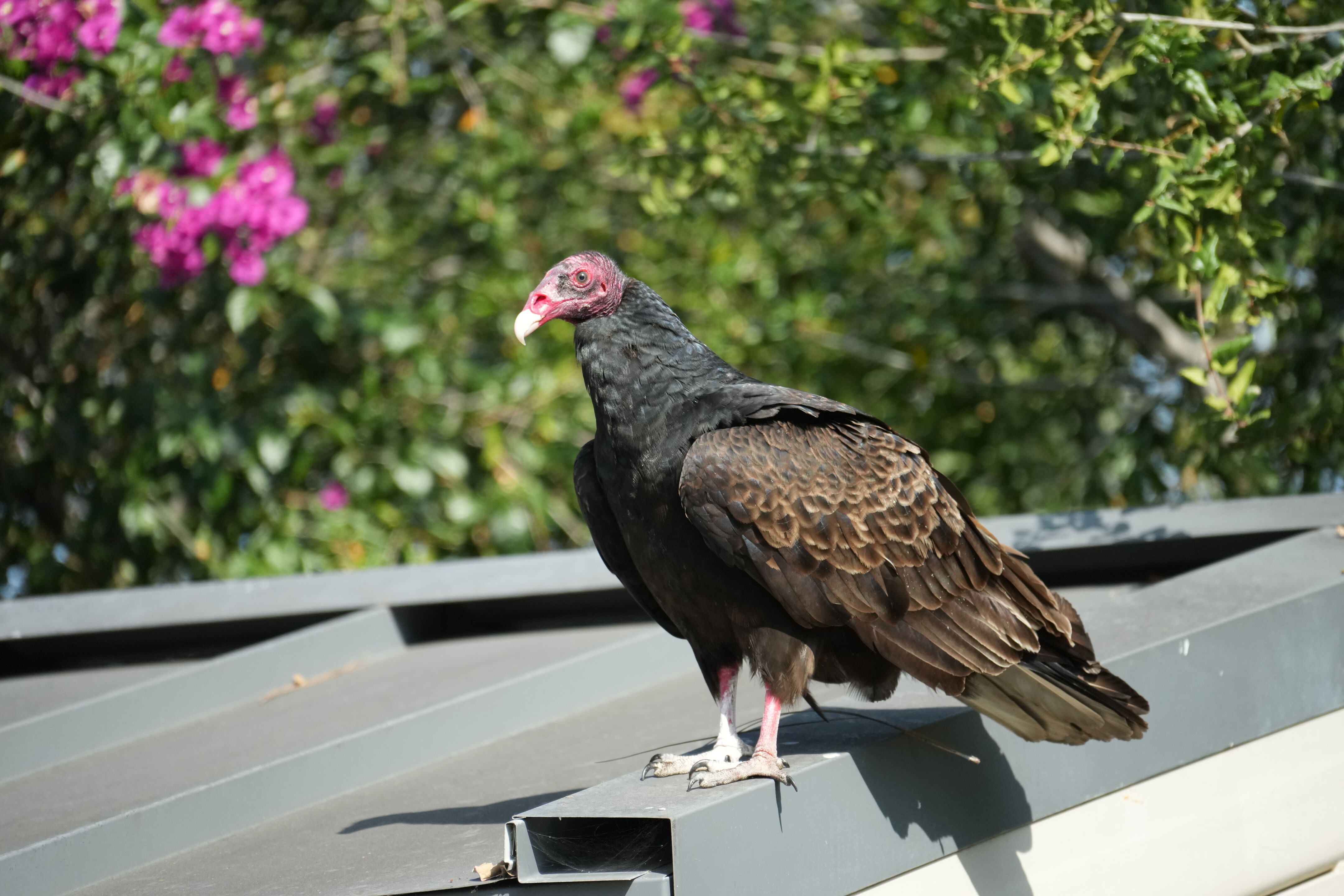 Mountain View Downtown