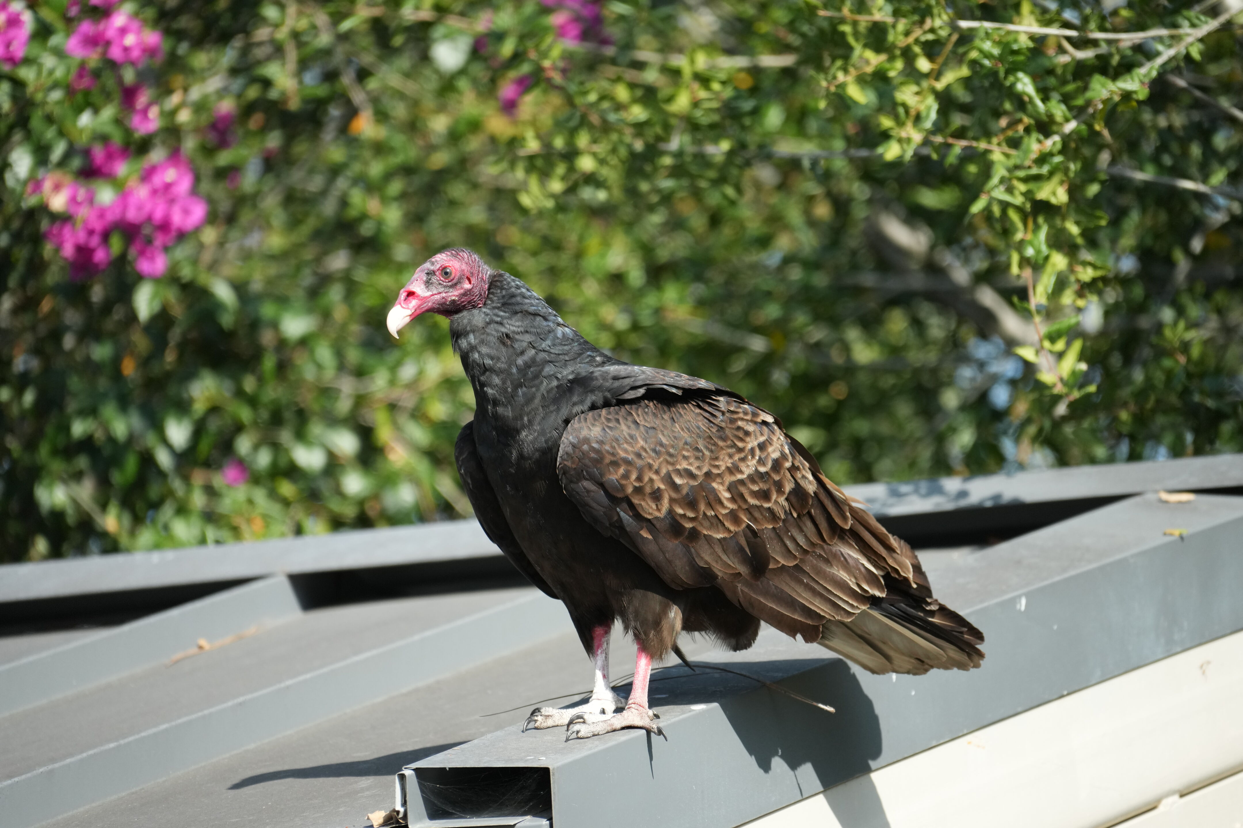 Mountain View Downtown